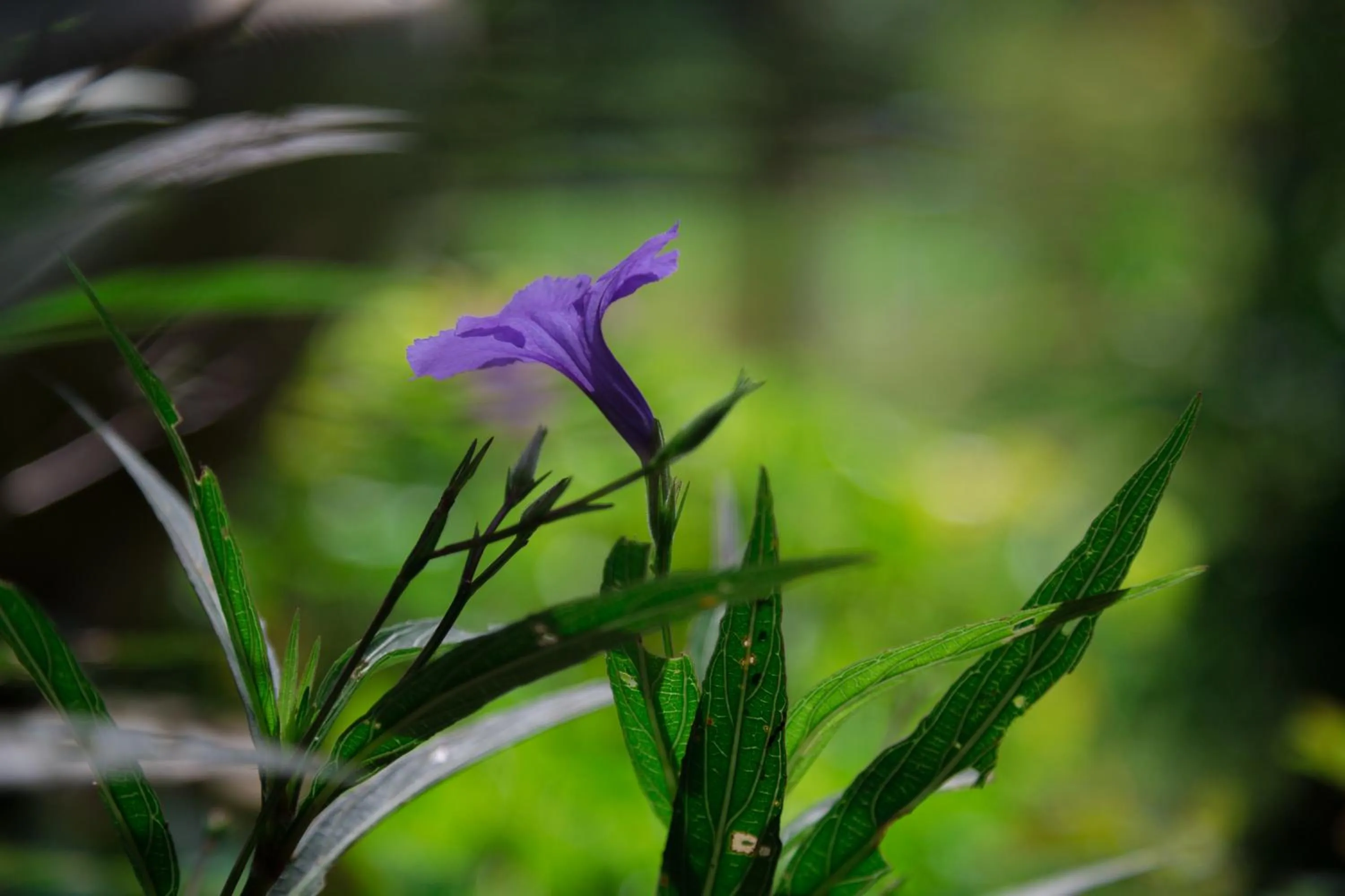 Property building in Phu Pha View Doi