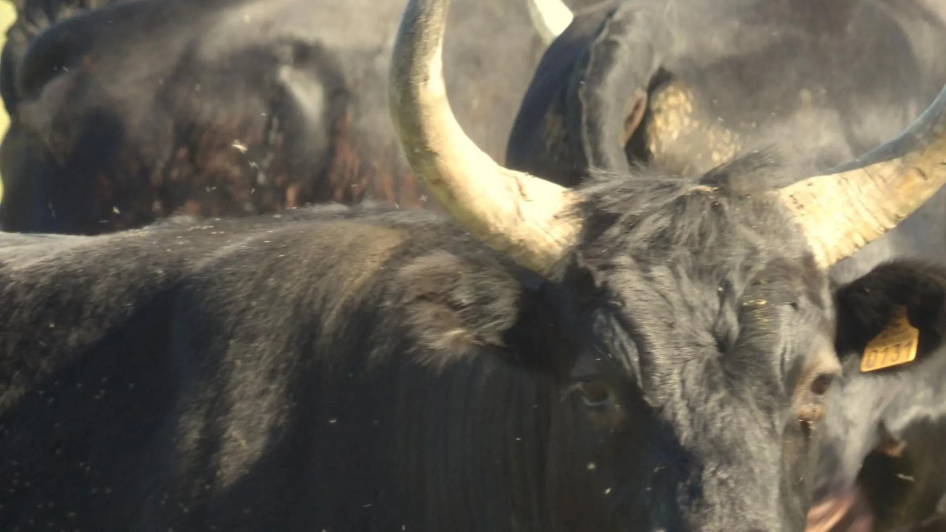 Activities in Le Clos des Aramons