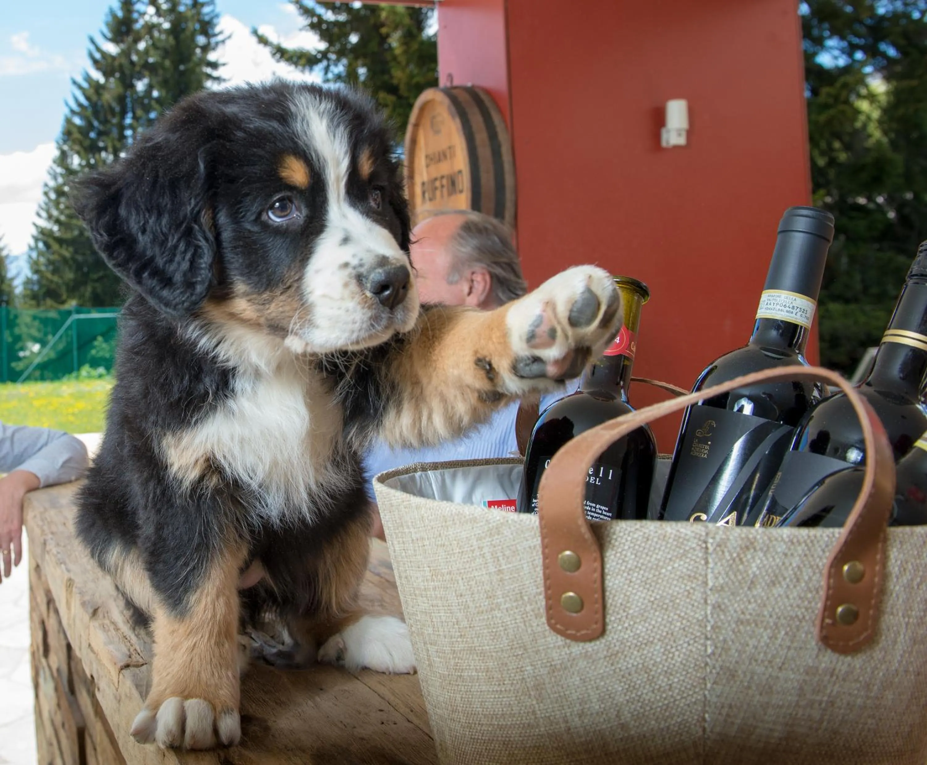 Pets in Erlebacherhus