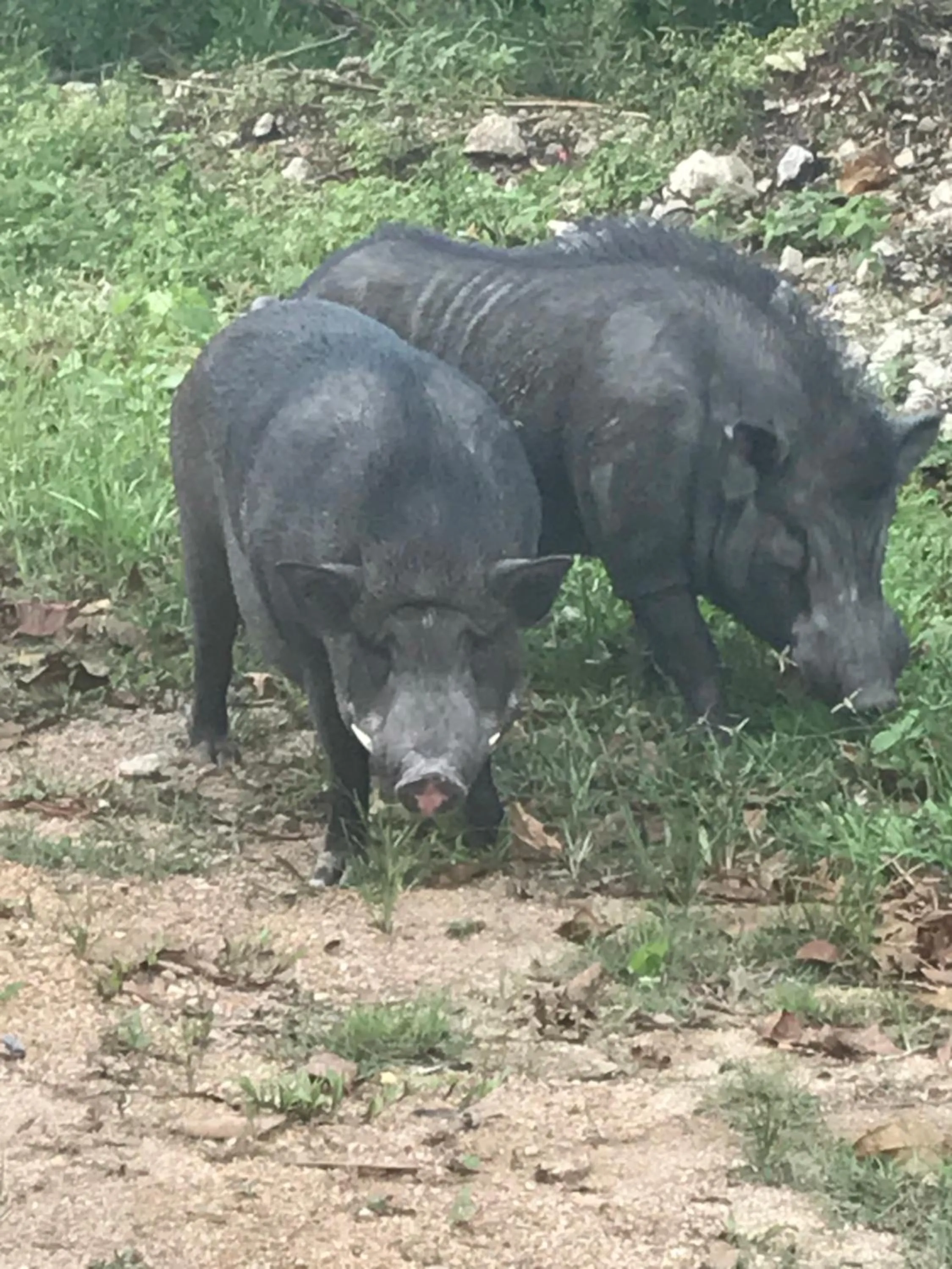 Animals in Thap Pala Cottage