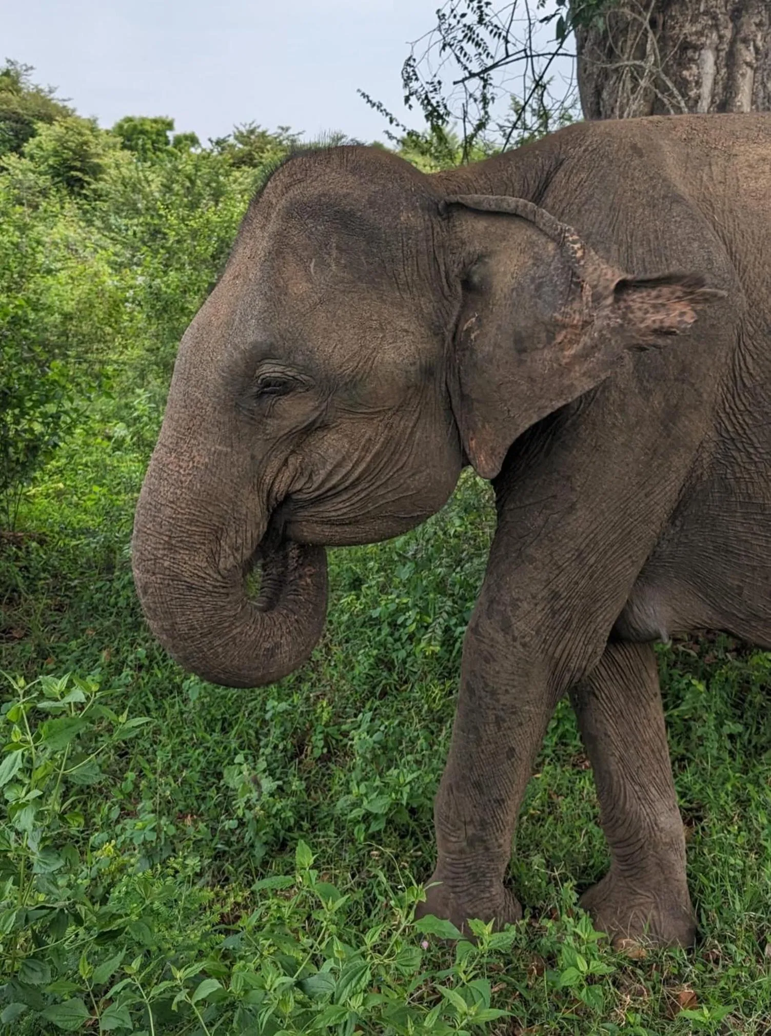 Viveka Inn Guest and Yala Safari