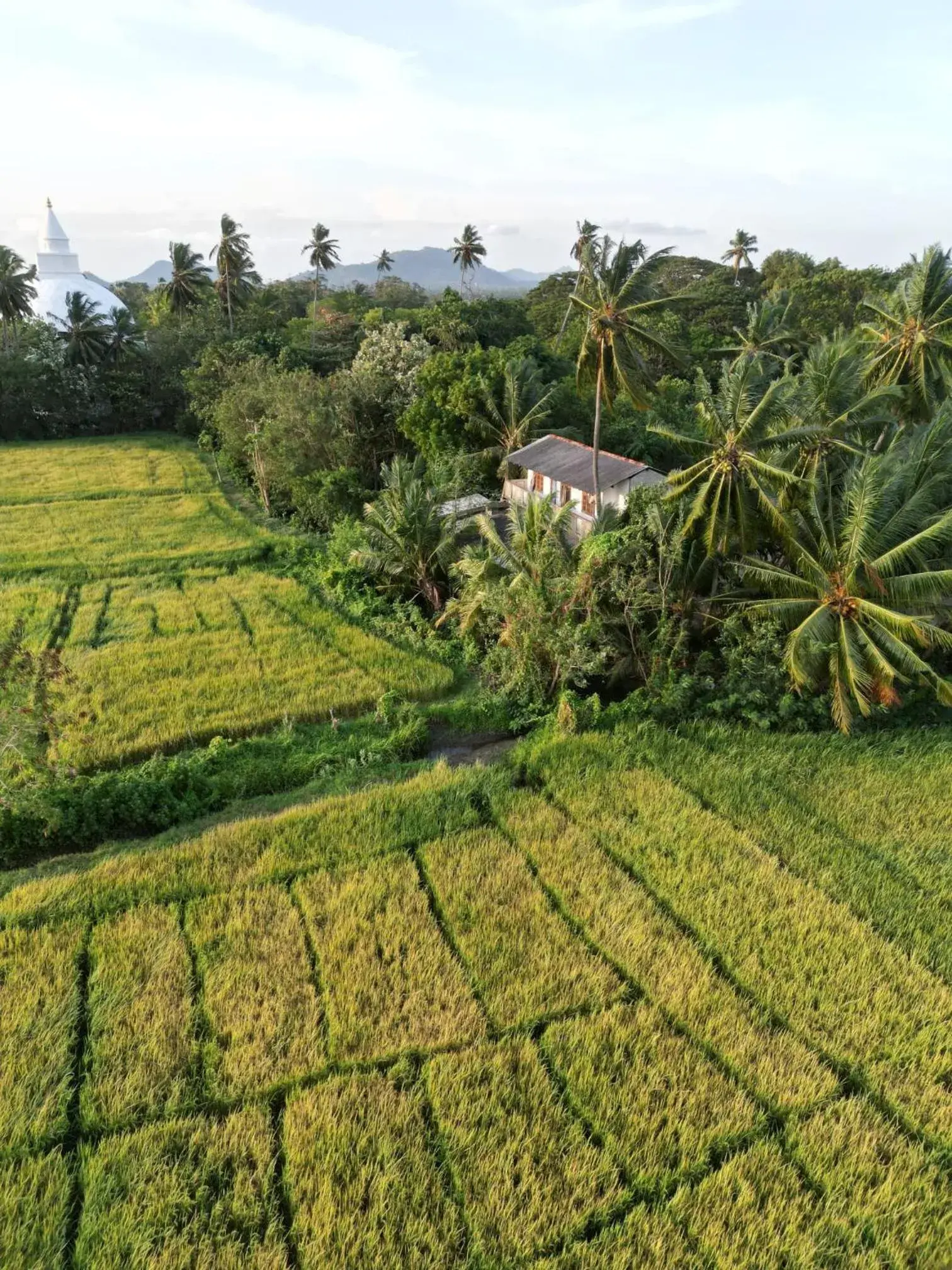 Viveka Inn Guest and Yala Safari Viveka Inn Guest and Yala Safari