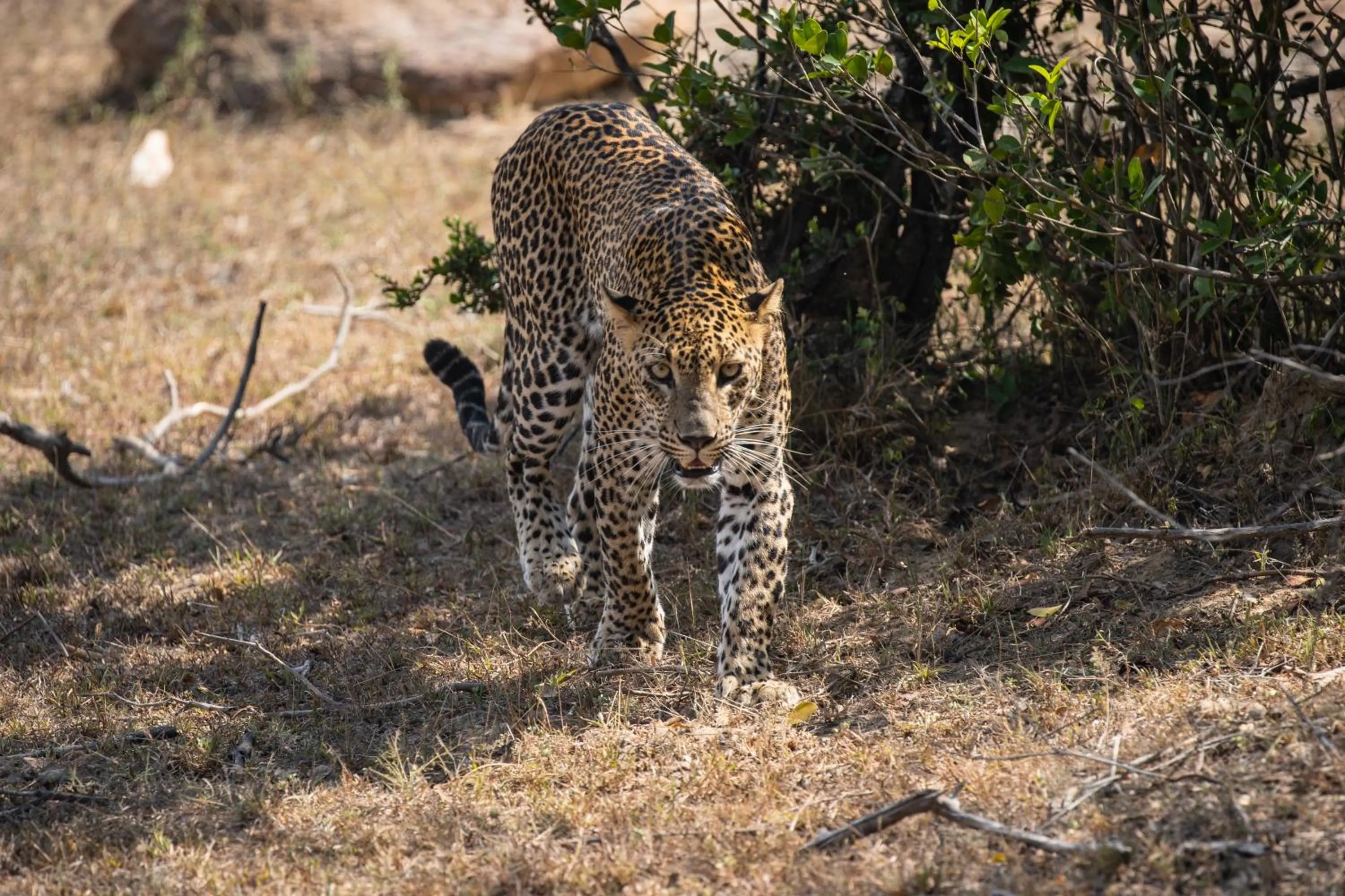 Viveka Inn Guest and Yala Safari