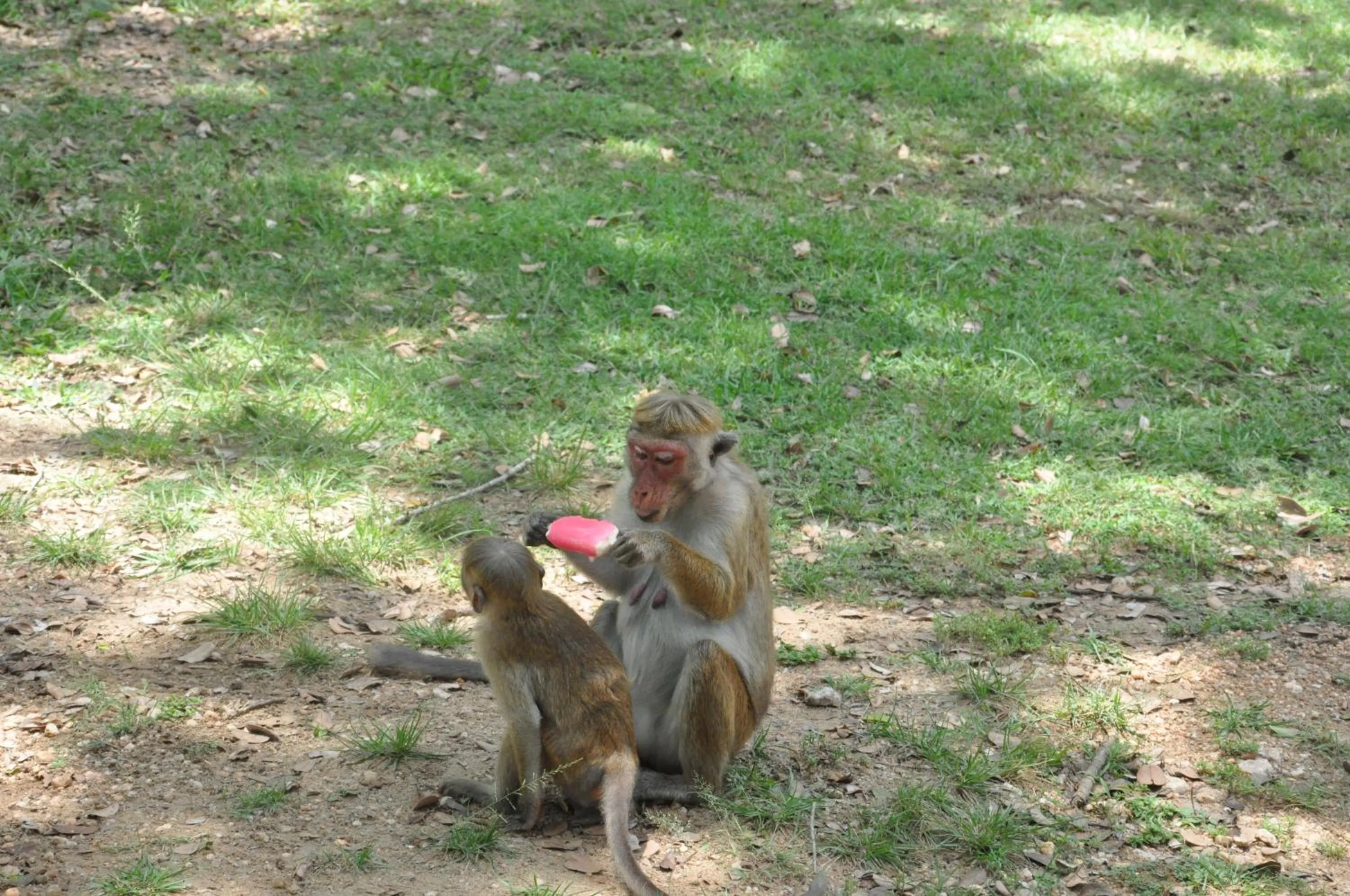 Animals in White Guest