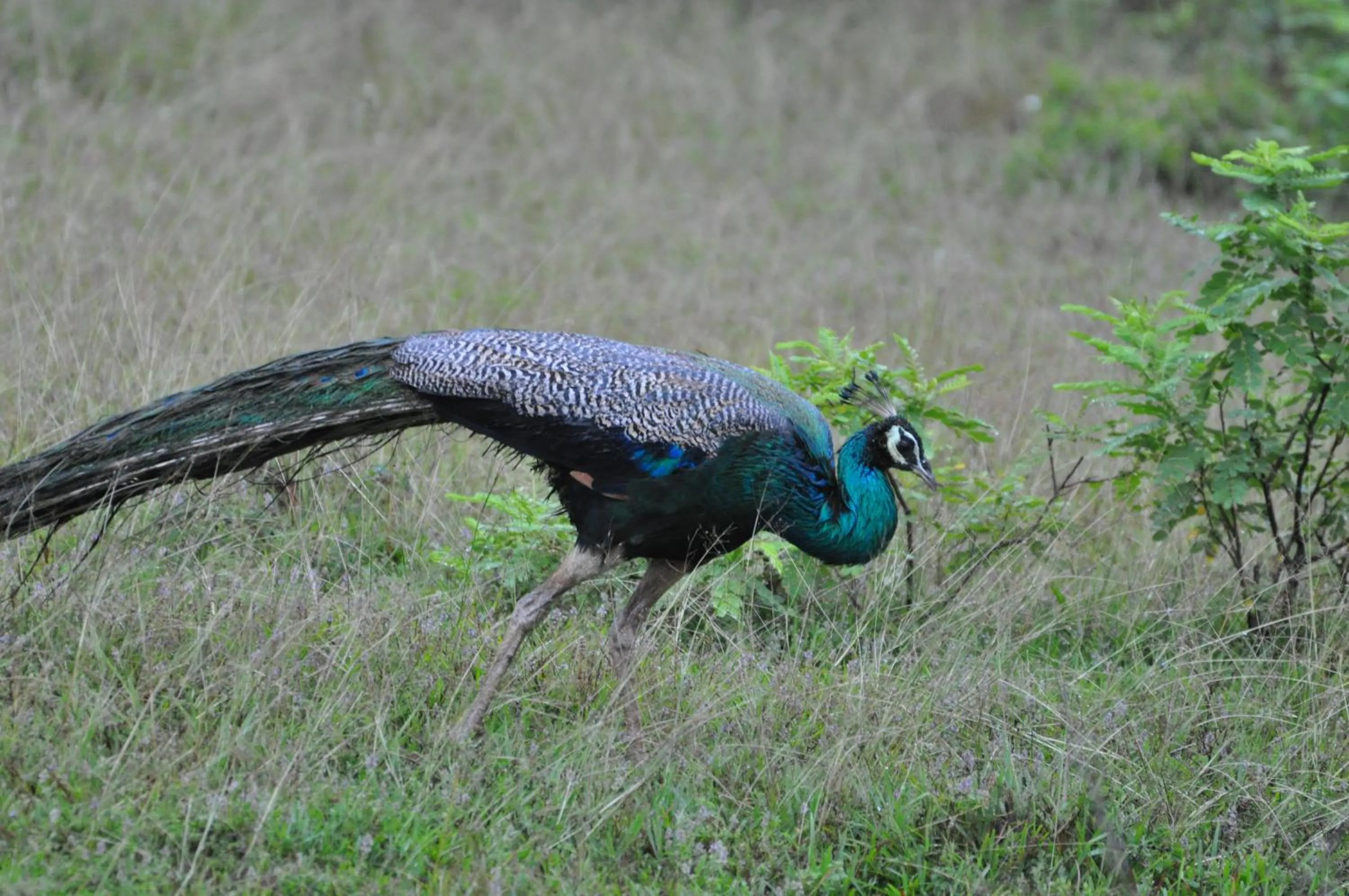 Animals in White Guest