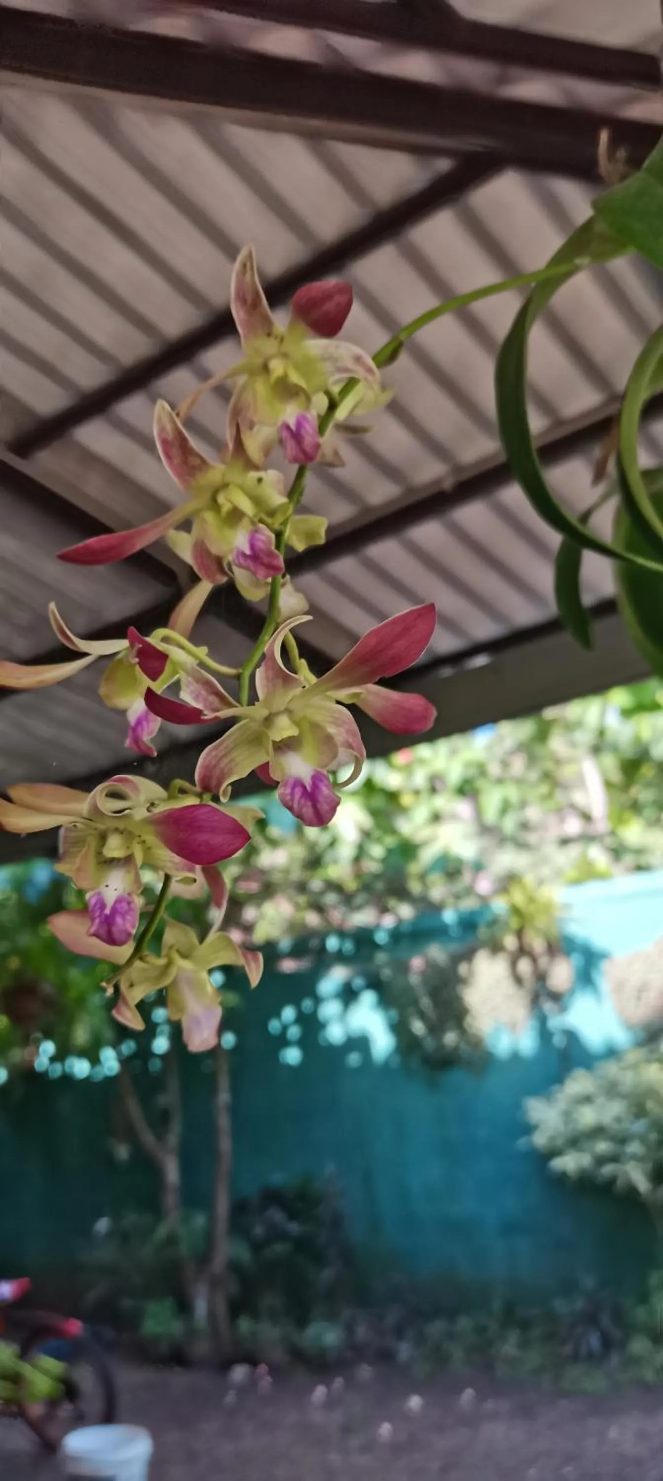 Garden view in White Guest