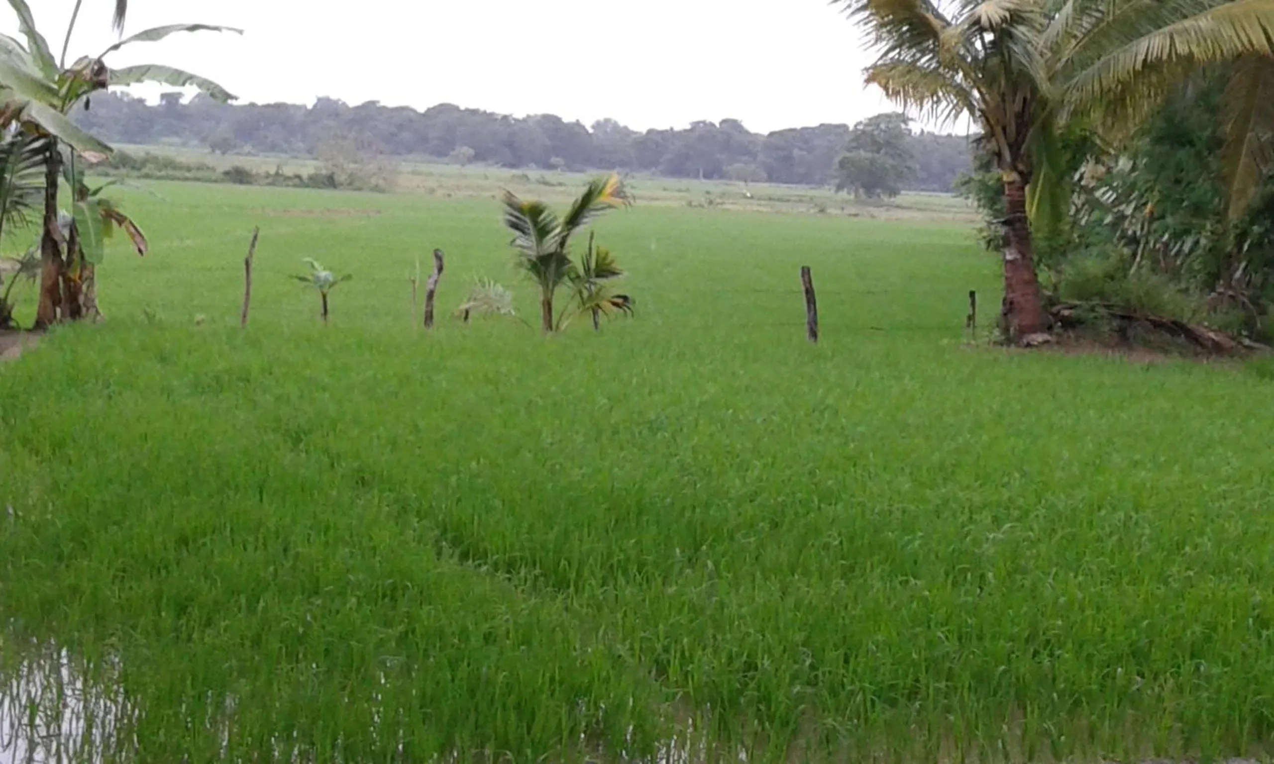 Natural landscape in White Guest