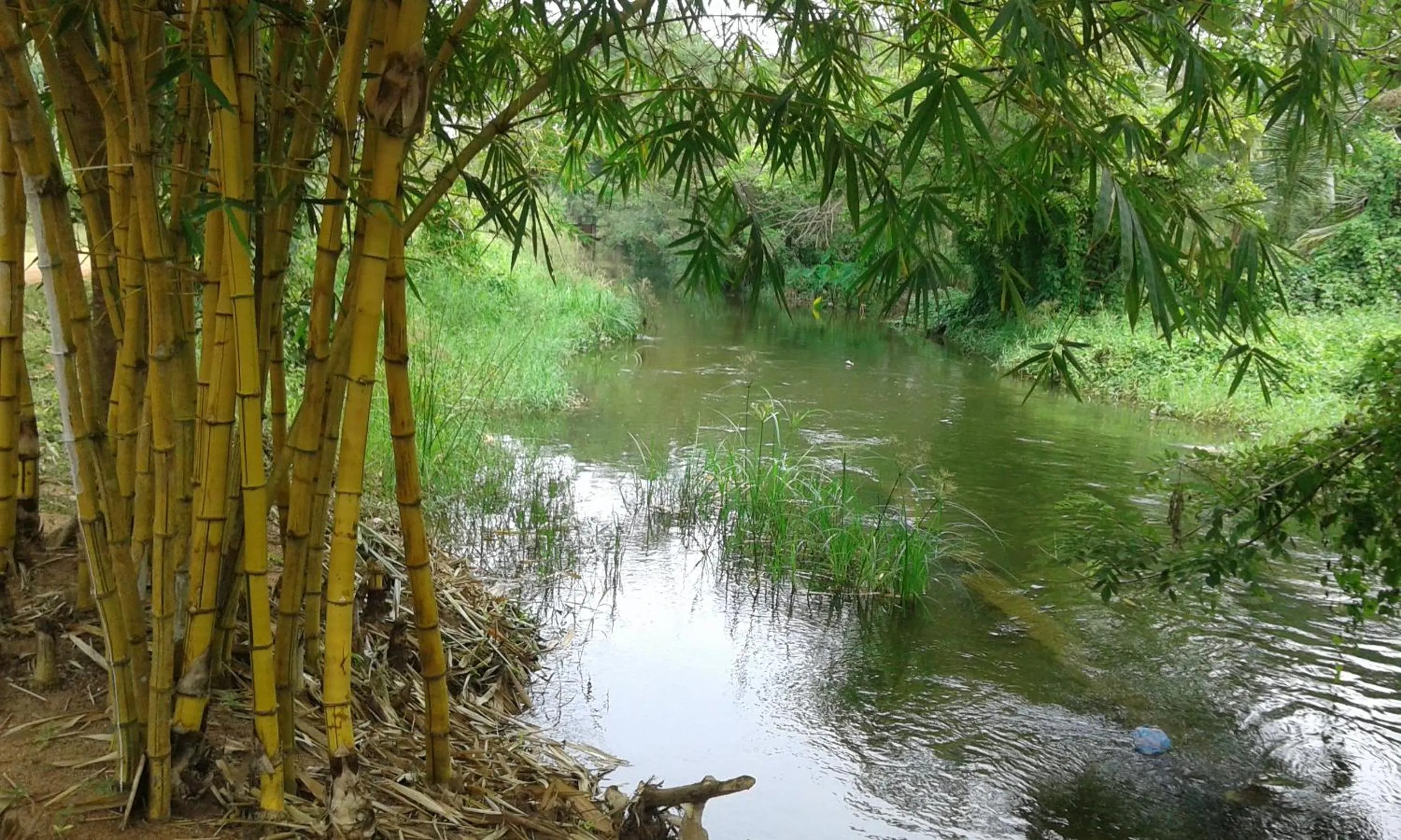 Other in White Guest