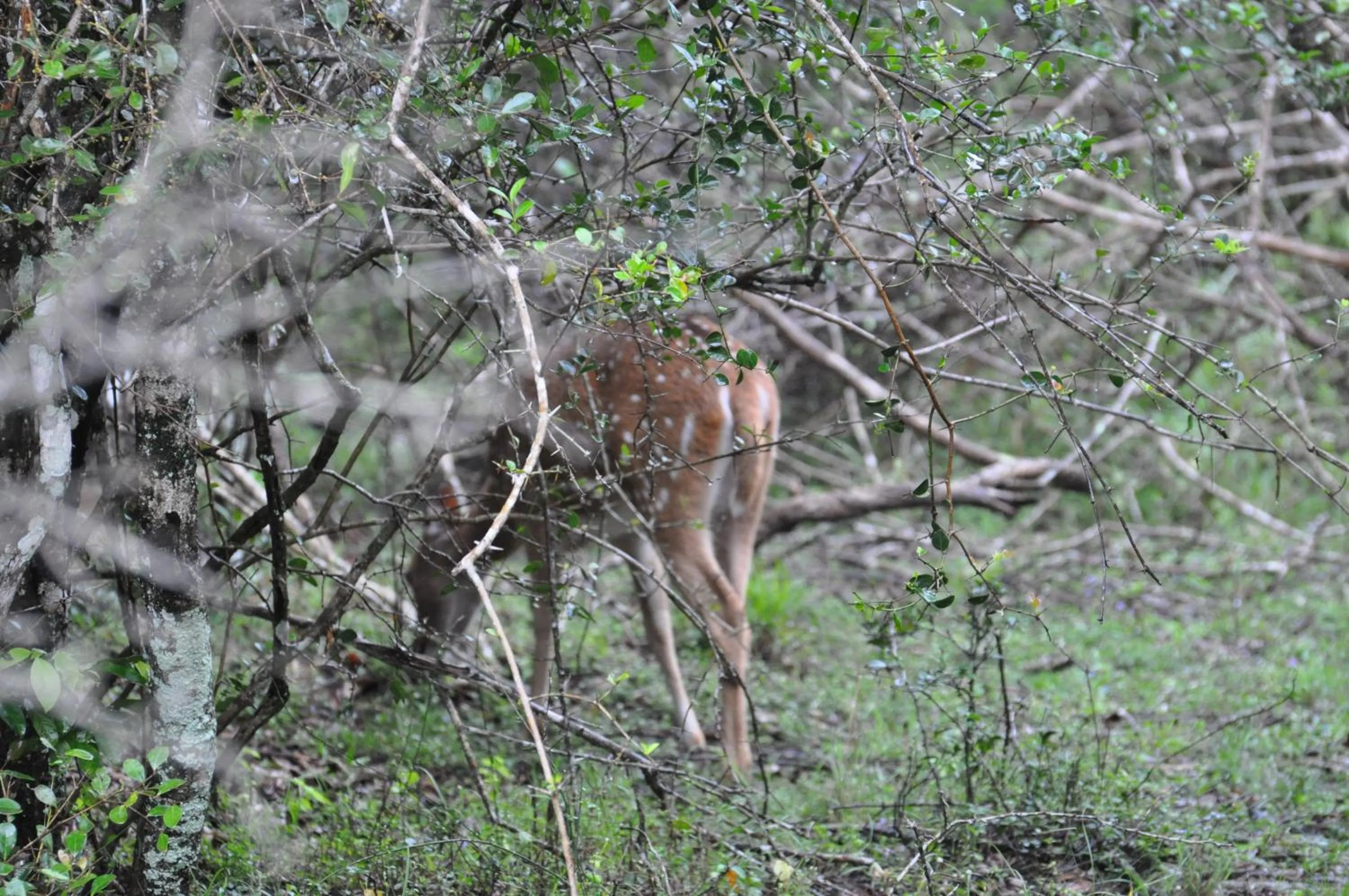 Animals in White Guest
