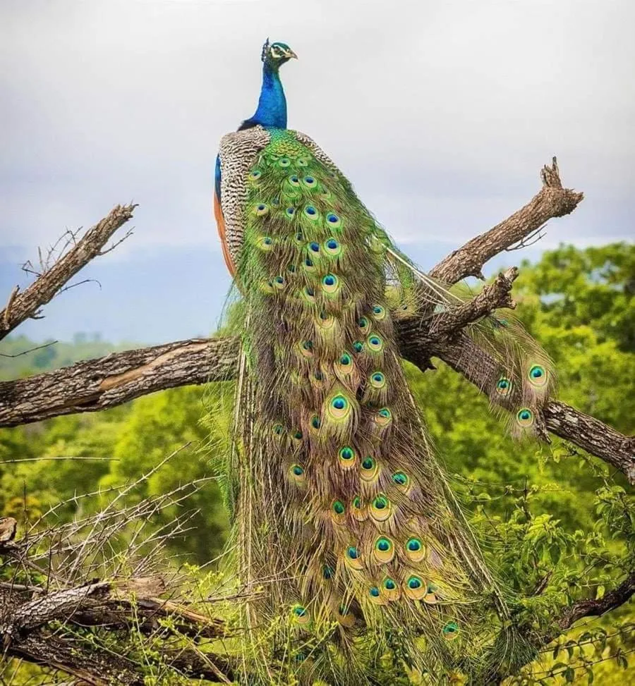 Animals in White Guest