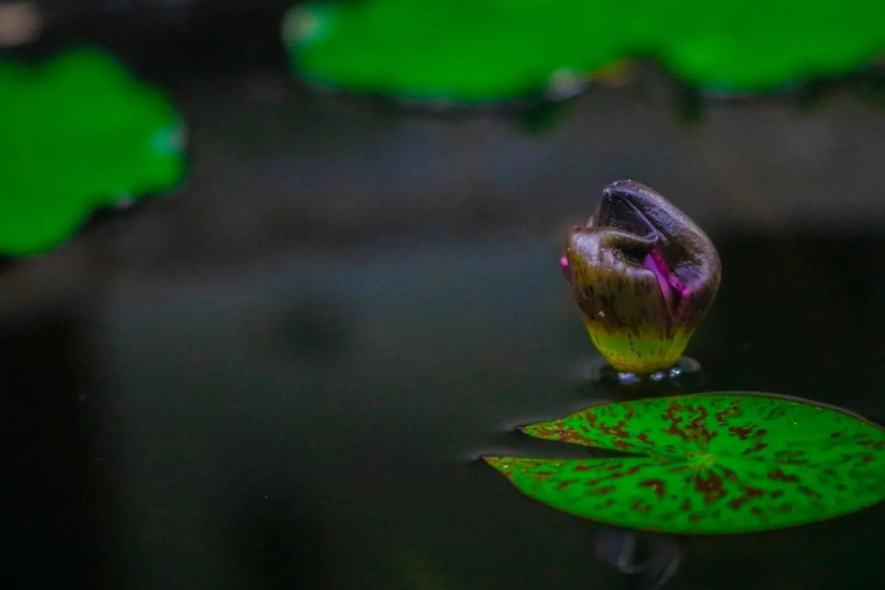 Garden in White Guest