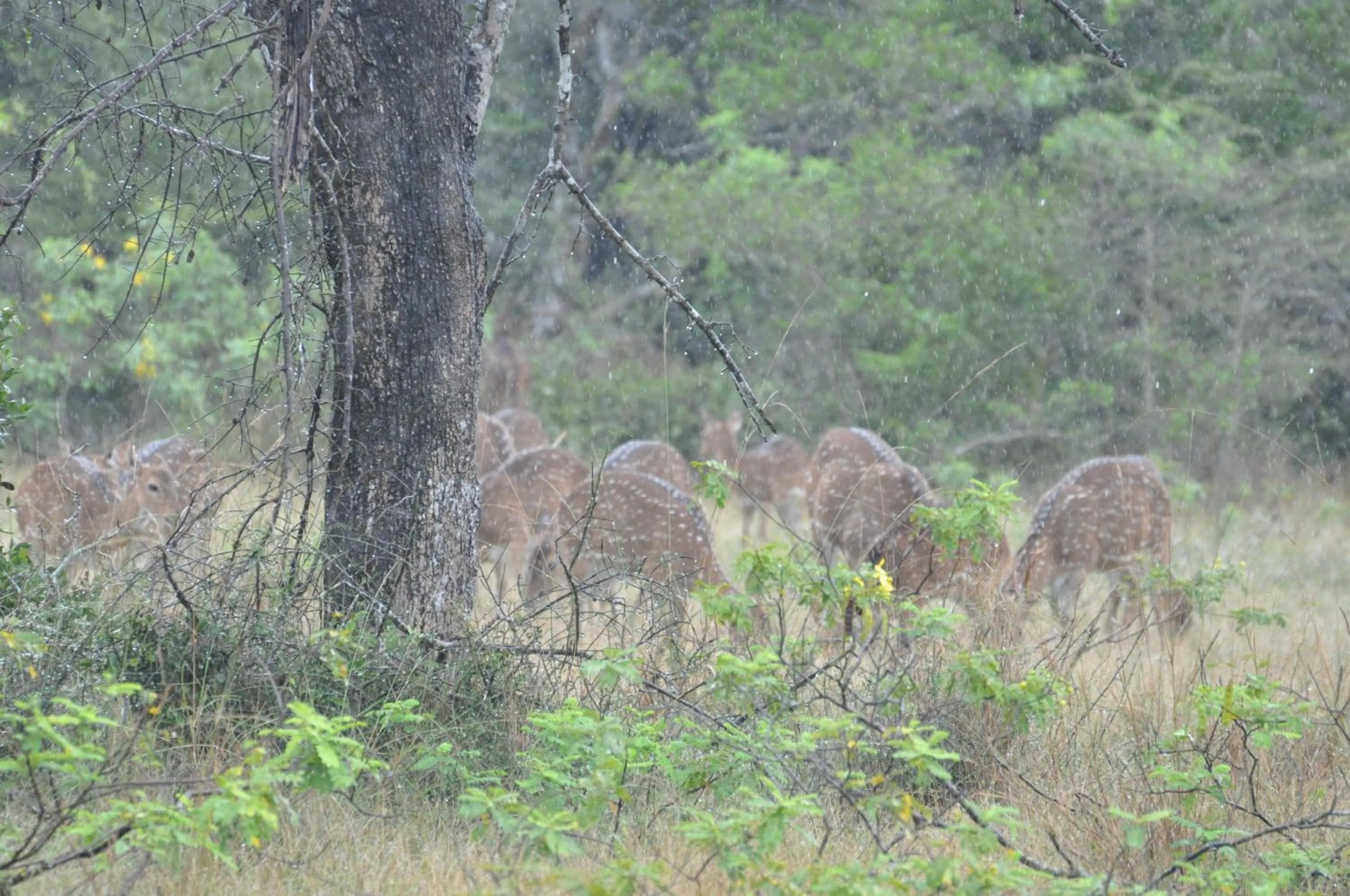 Animals in White Guest
