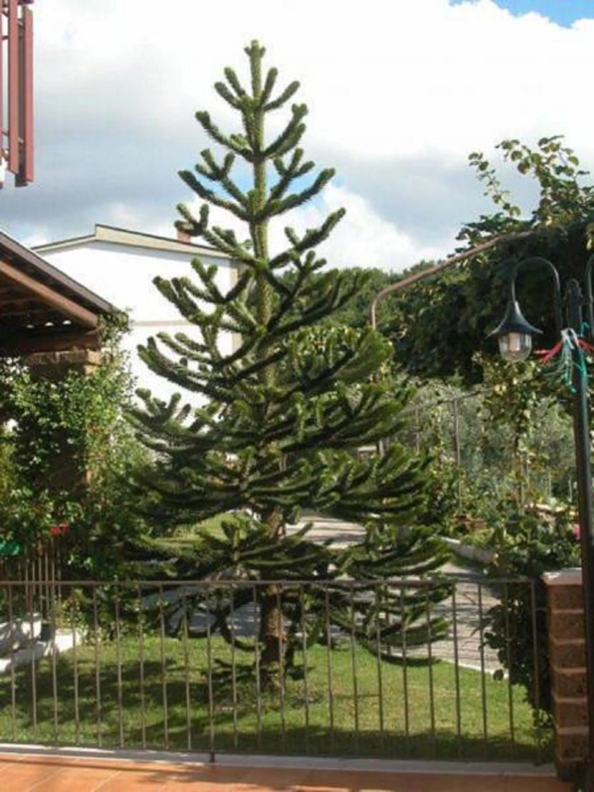 Garden in La Casa Sull'aia,AV