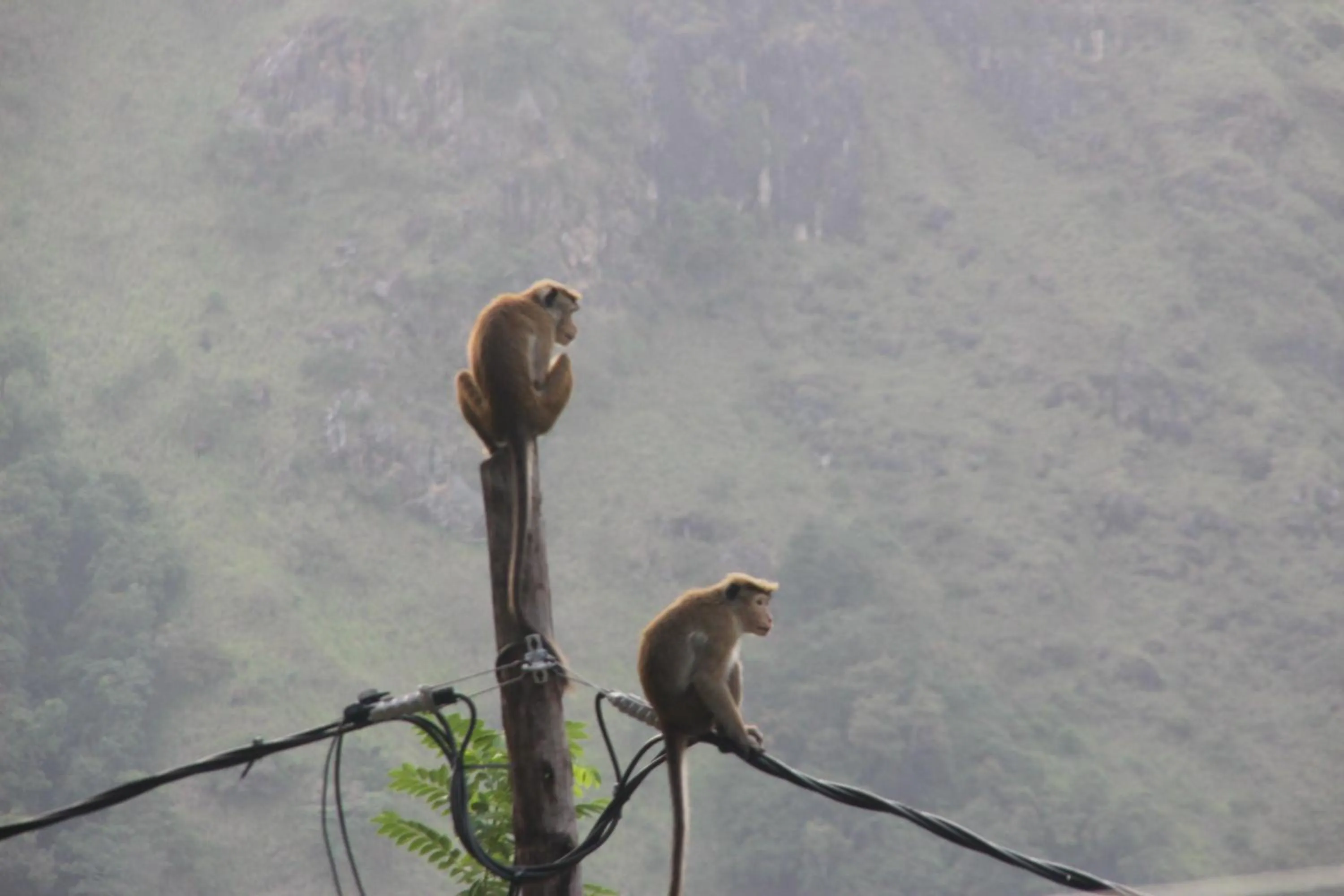 Animals in Welcome Inn