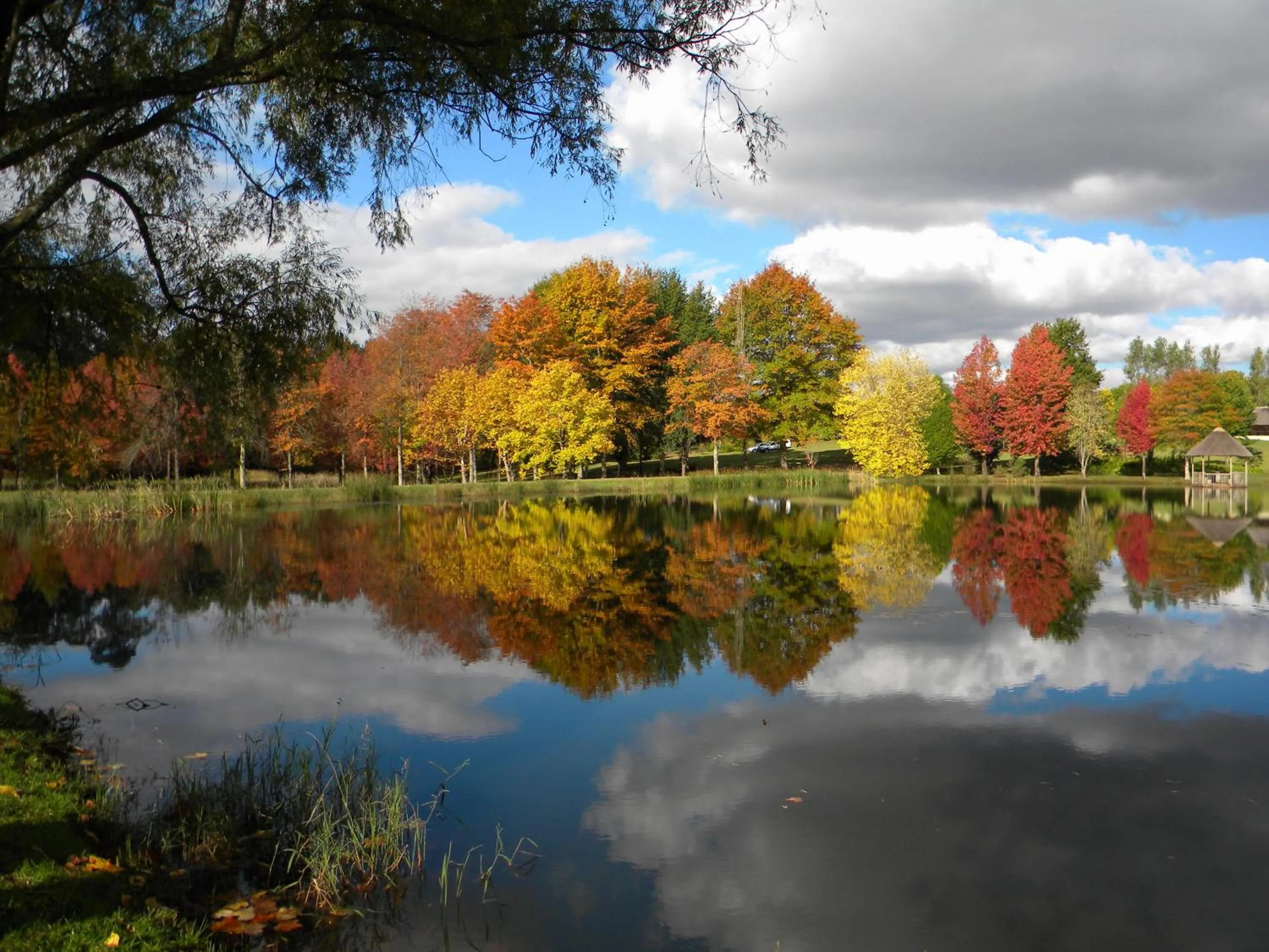 Natural landscape in Cedar Garden