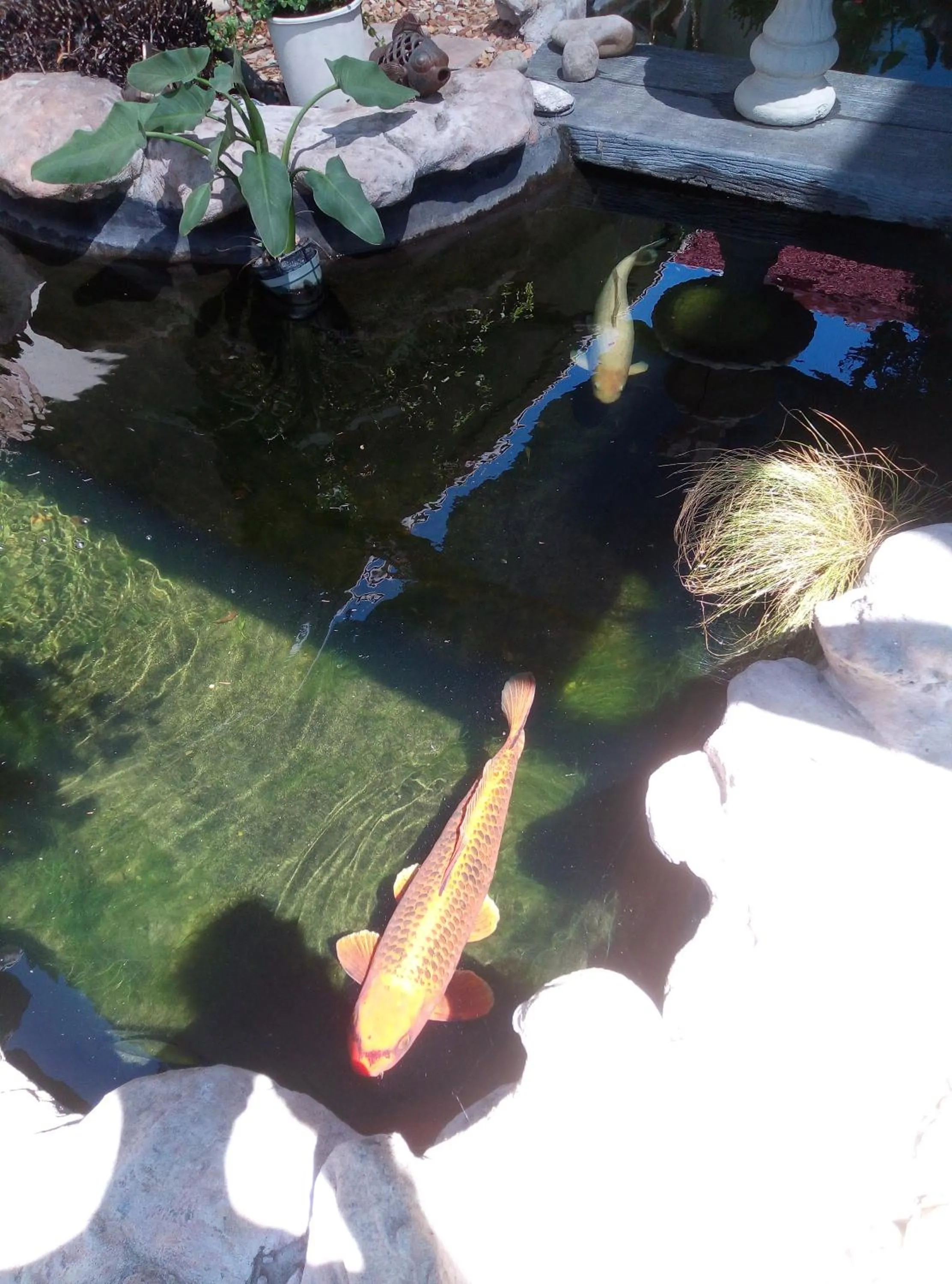 Garden in Port House