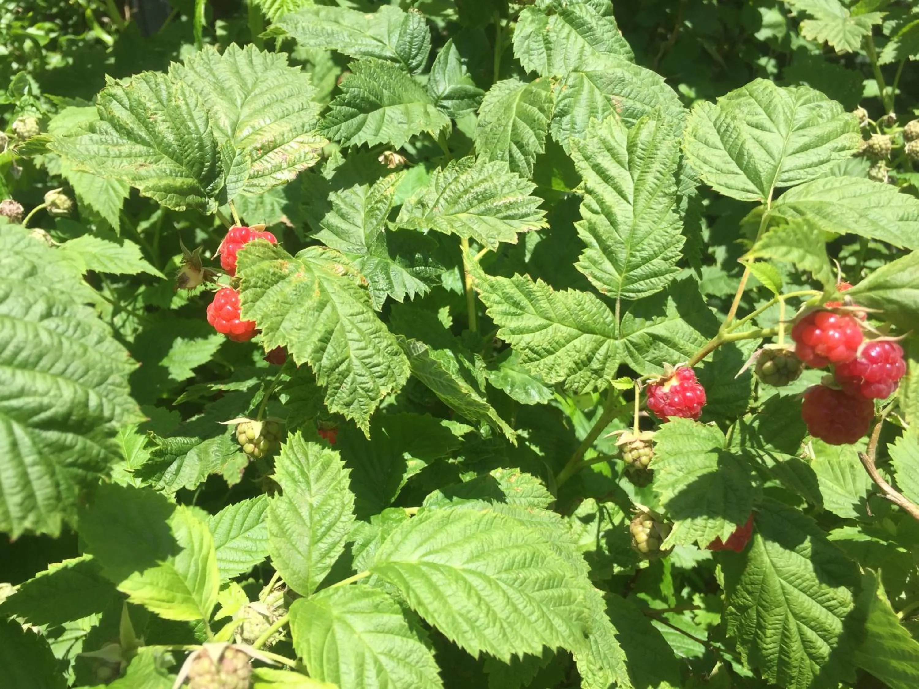 Garden in Peanuts Hostel & Meer