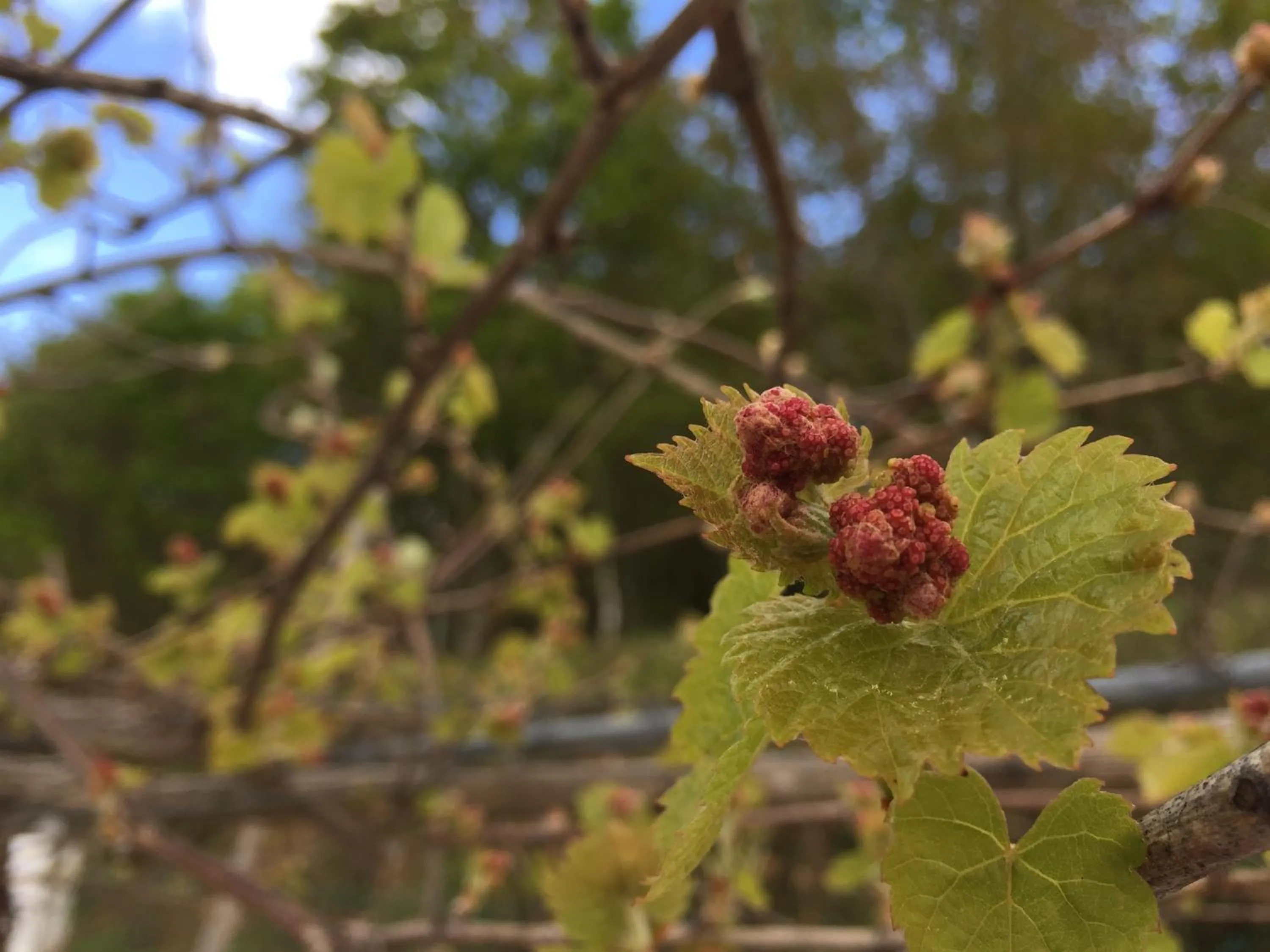 Garden in Casa Traca