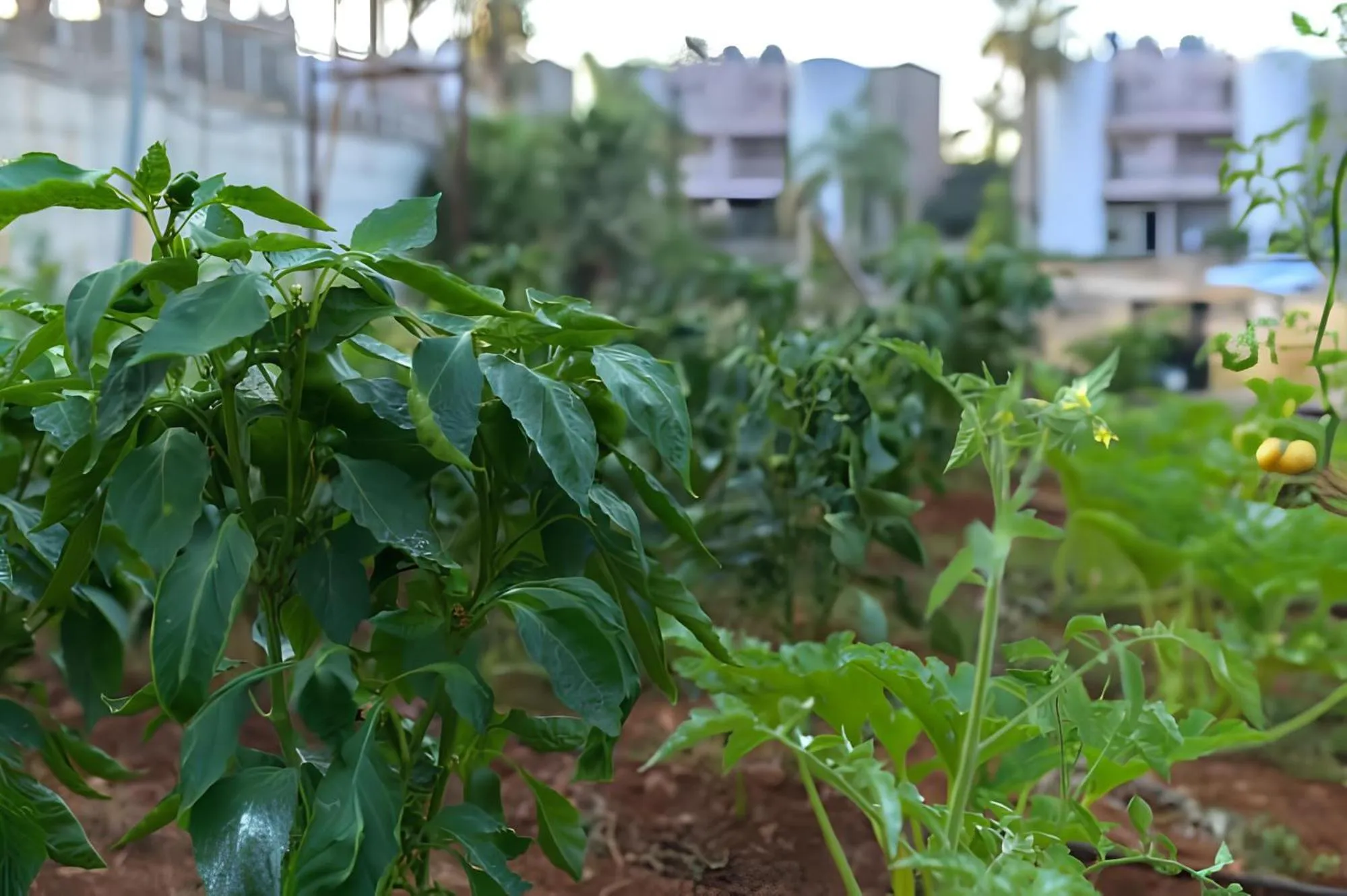 Garden in The Noverian Scenic Crete 5 Star Hilltop Villa Resort & Spa