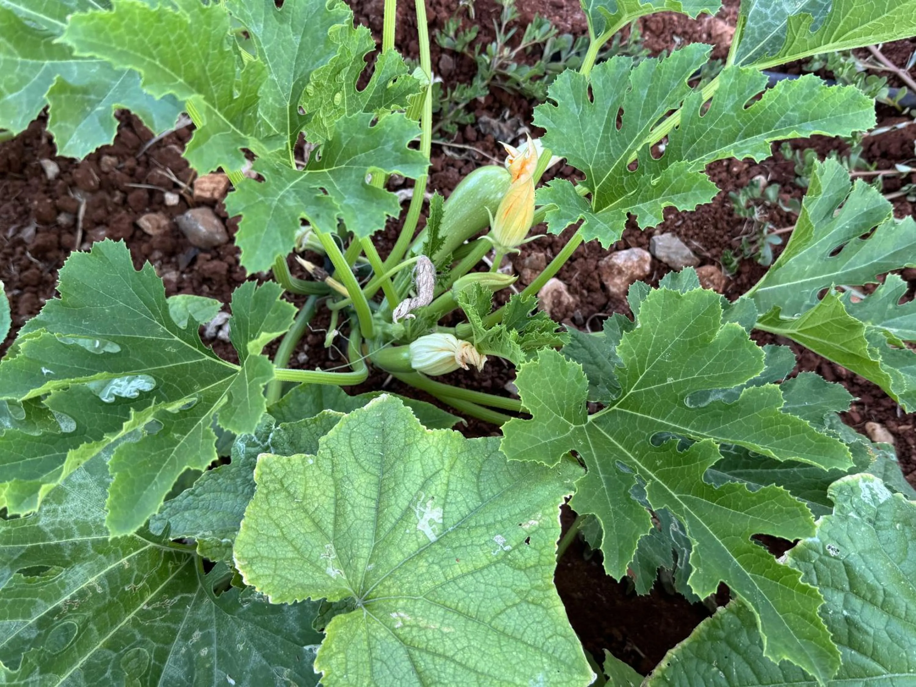 Garden in The Noverian Scenic Crete 5 Star Hilltop Villa Resort & Spa