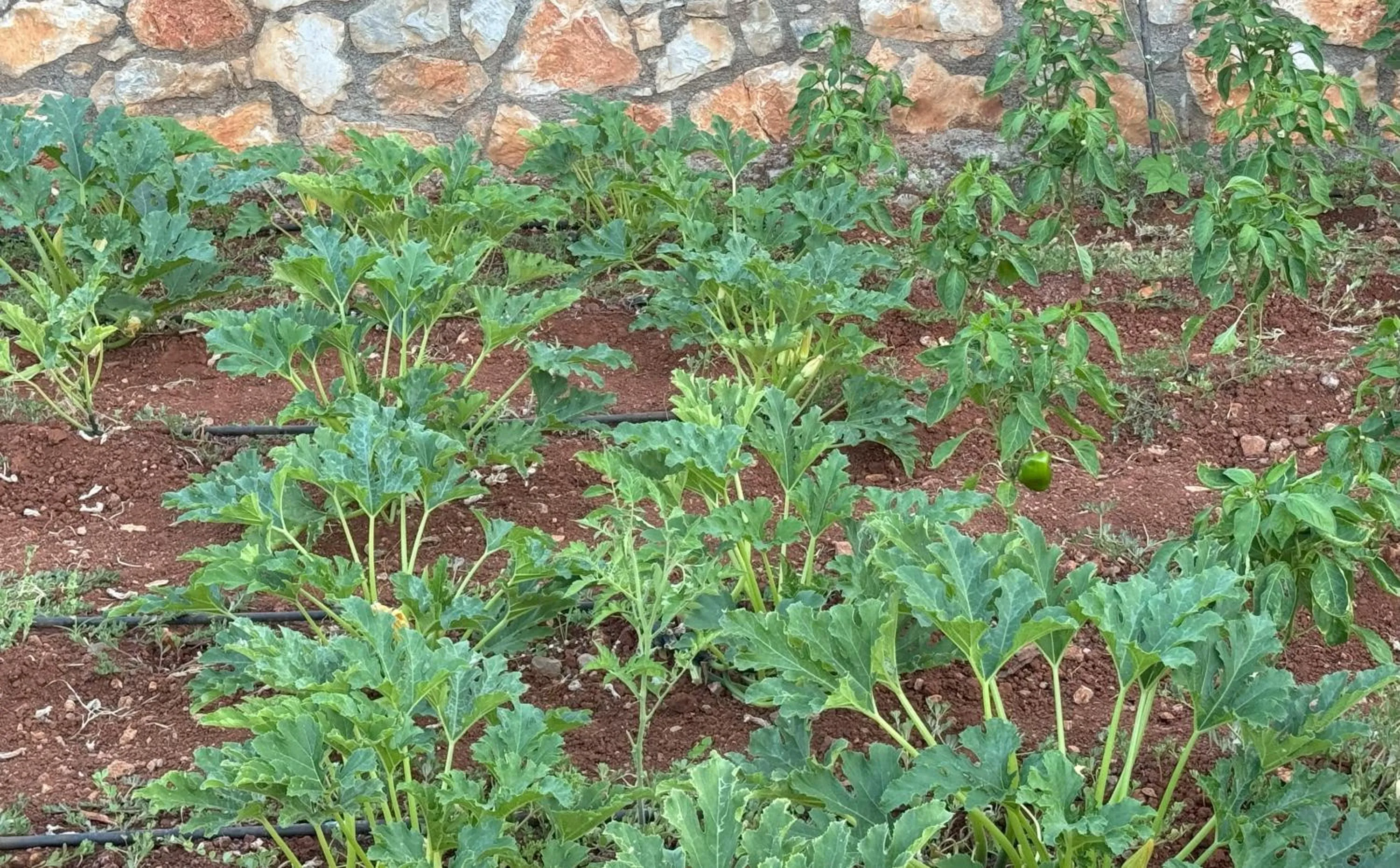 Garden in The Noverian Scenic Crete 5 Star Hilltop Villa Resort & Spa