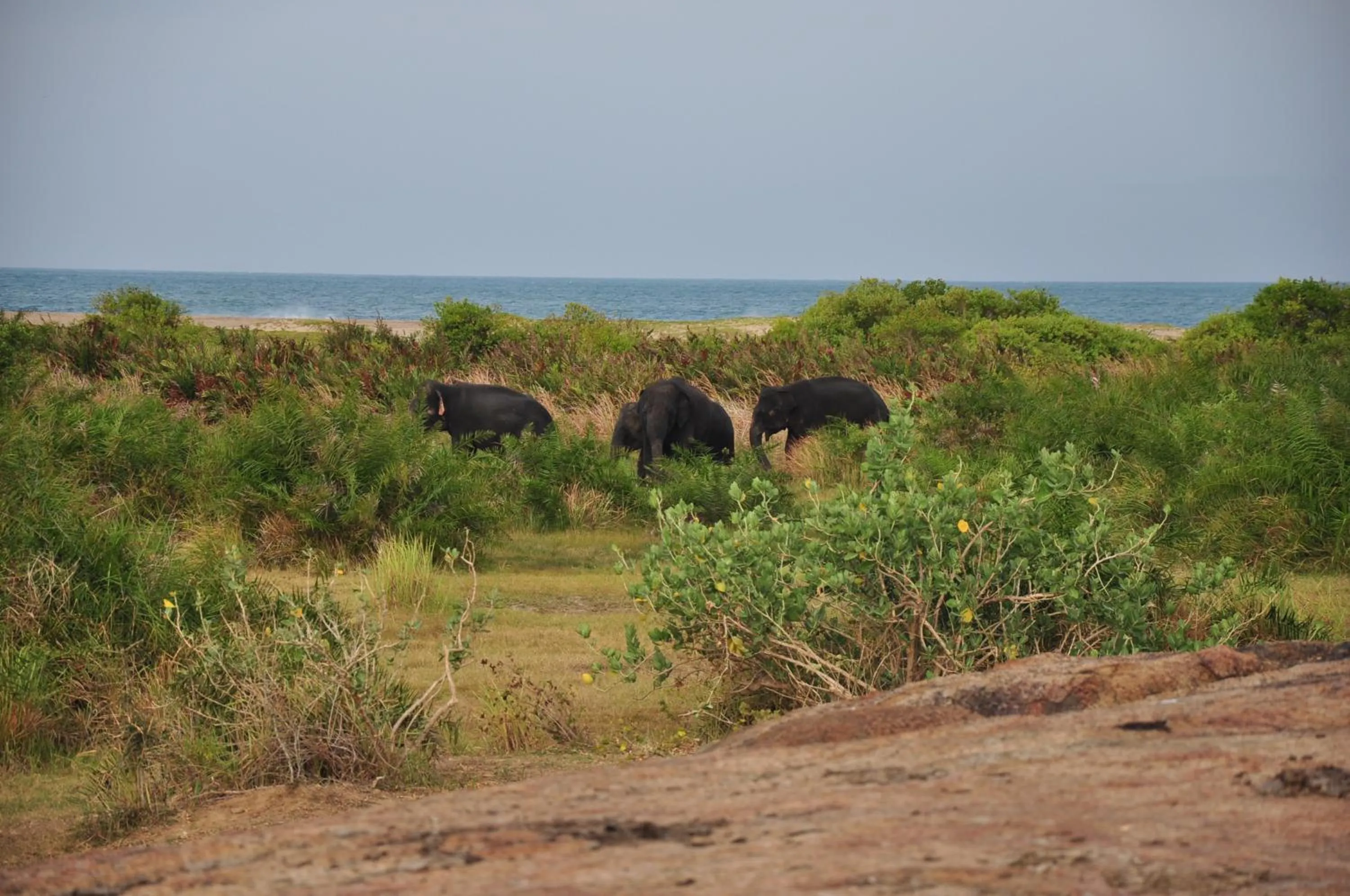 Animals in Shim Beach Resort