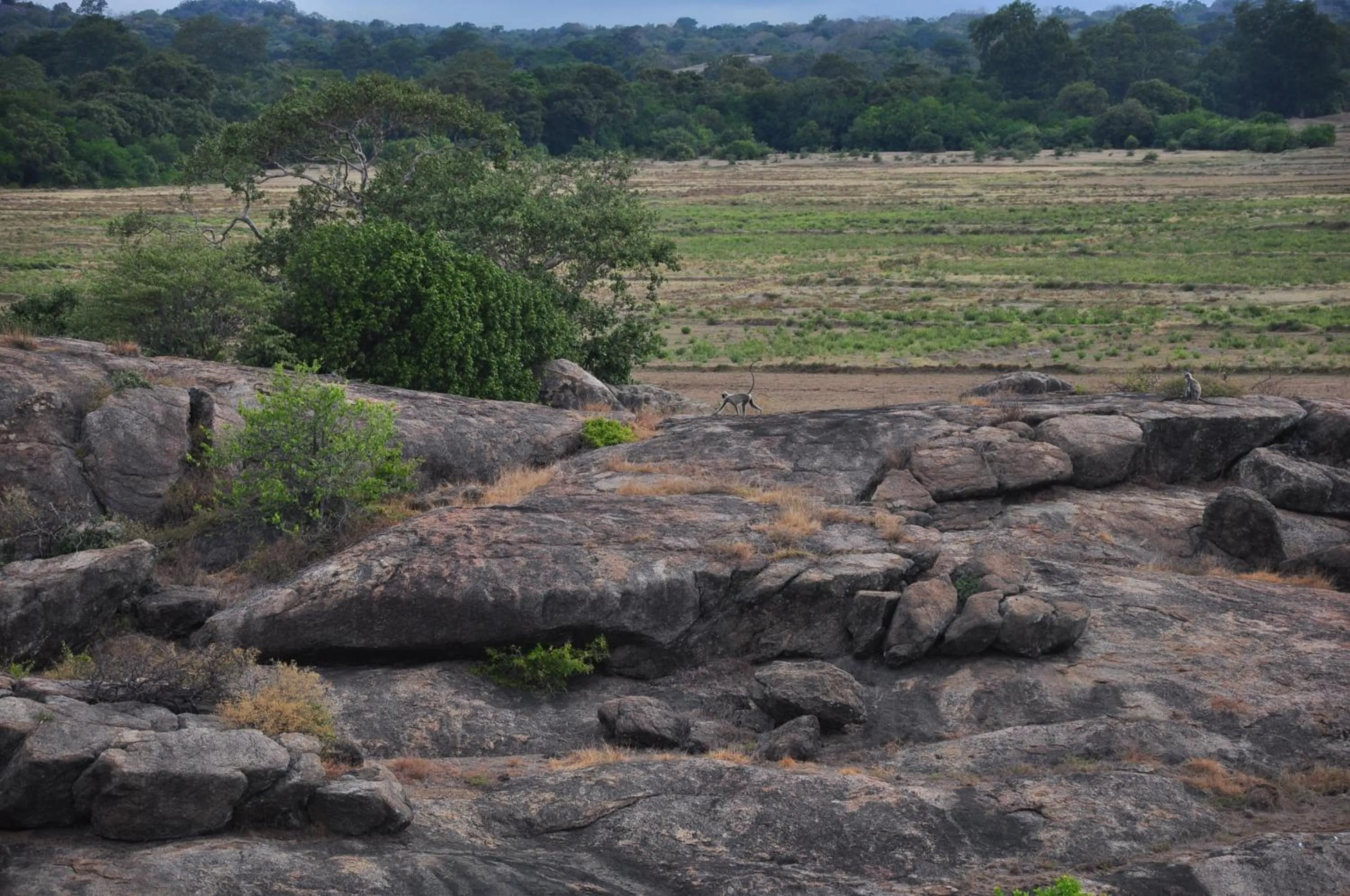 Animals in Shim Beach Resort