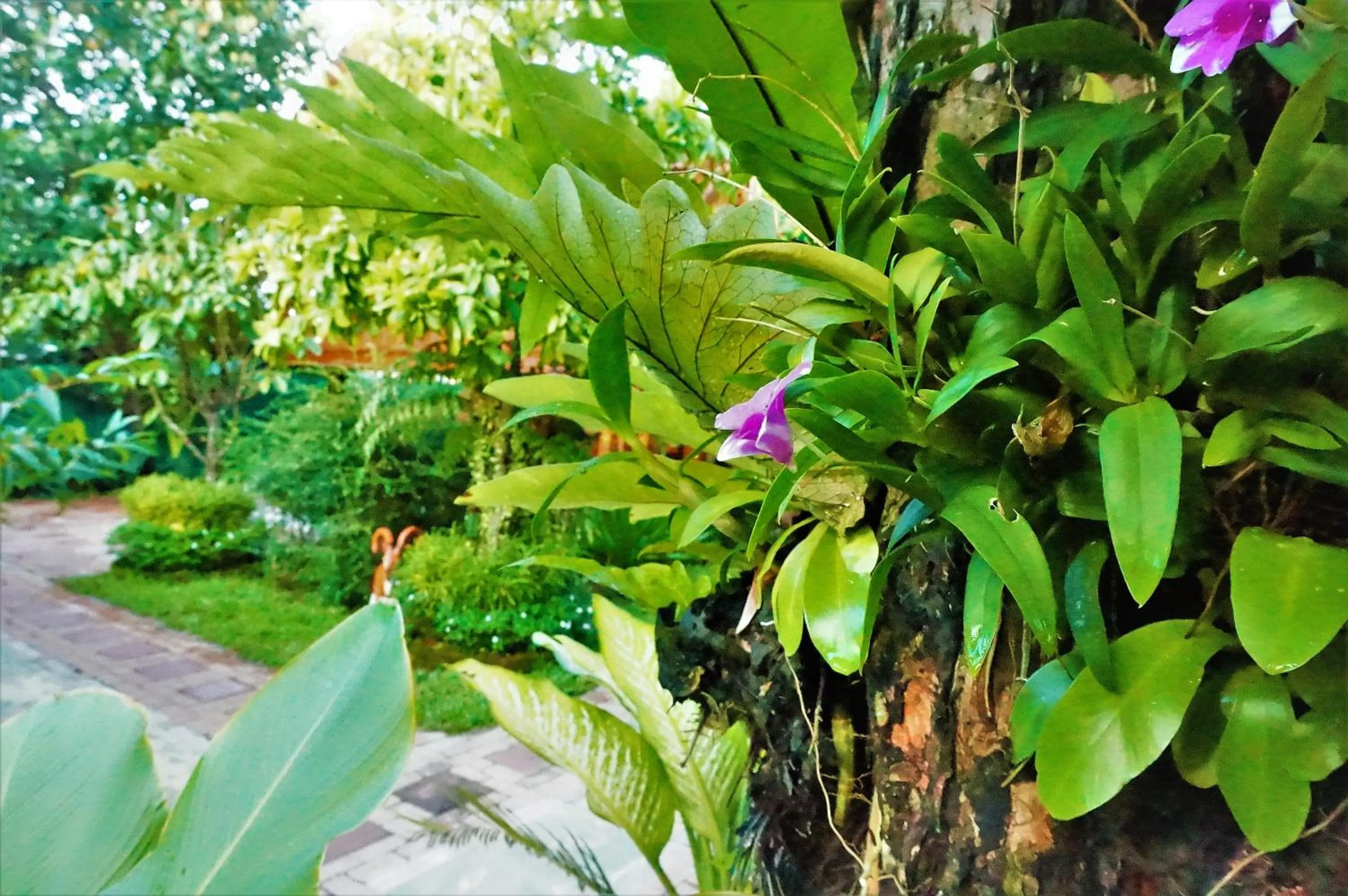 Garden in Ruen Tai Boutique