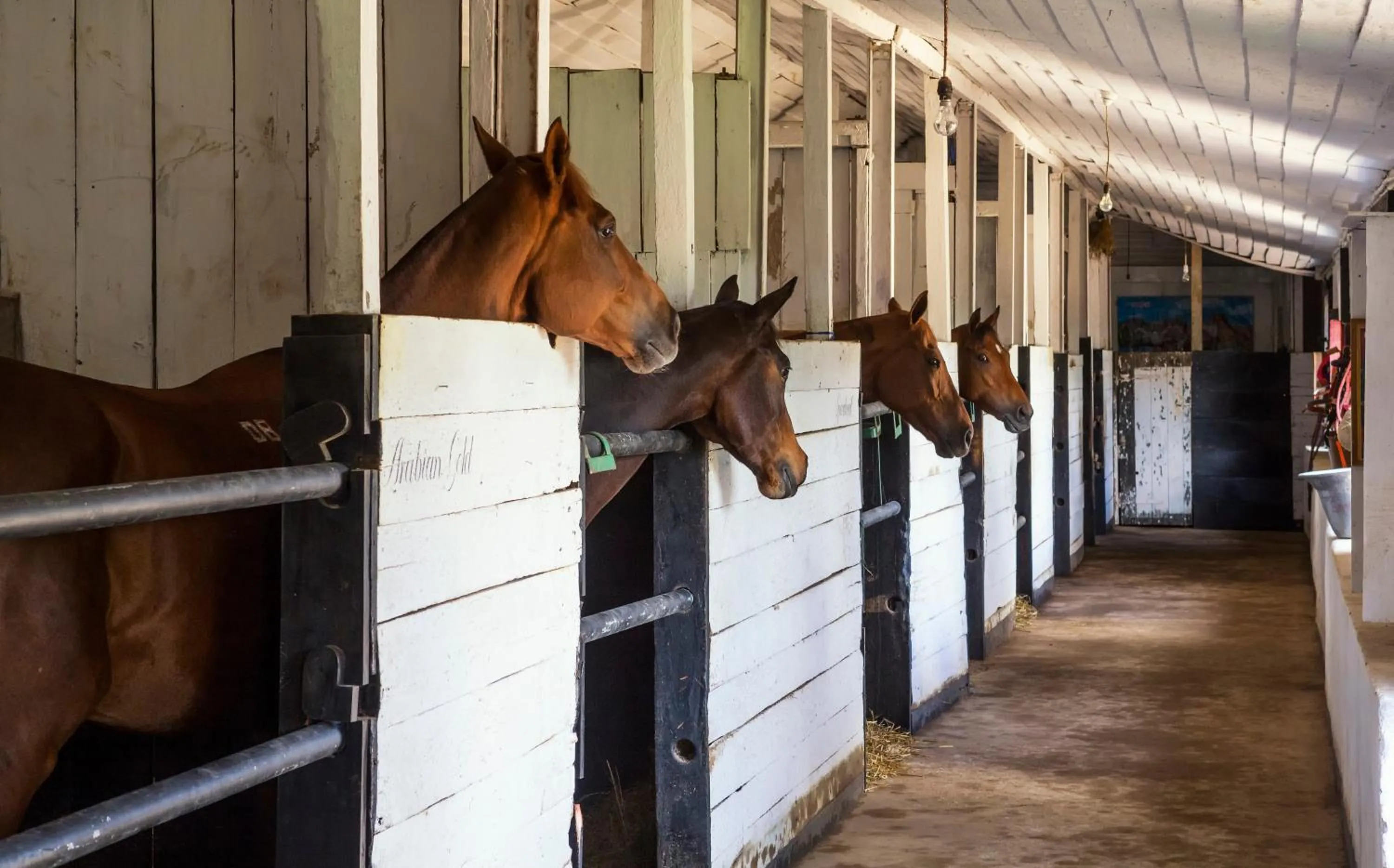 Horse-riding in Hill Rise Luxury Villa & Stables by Edwards Collection - Nuwara Eliya
