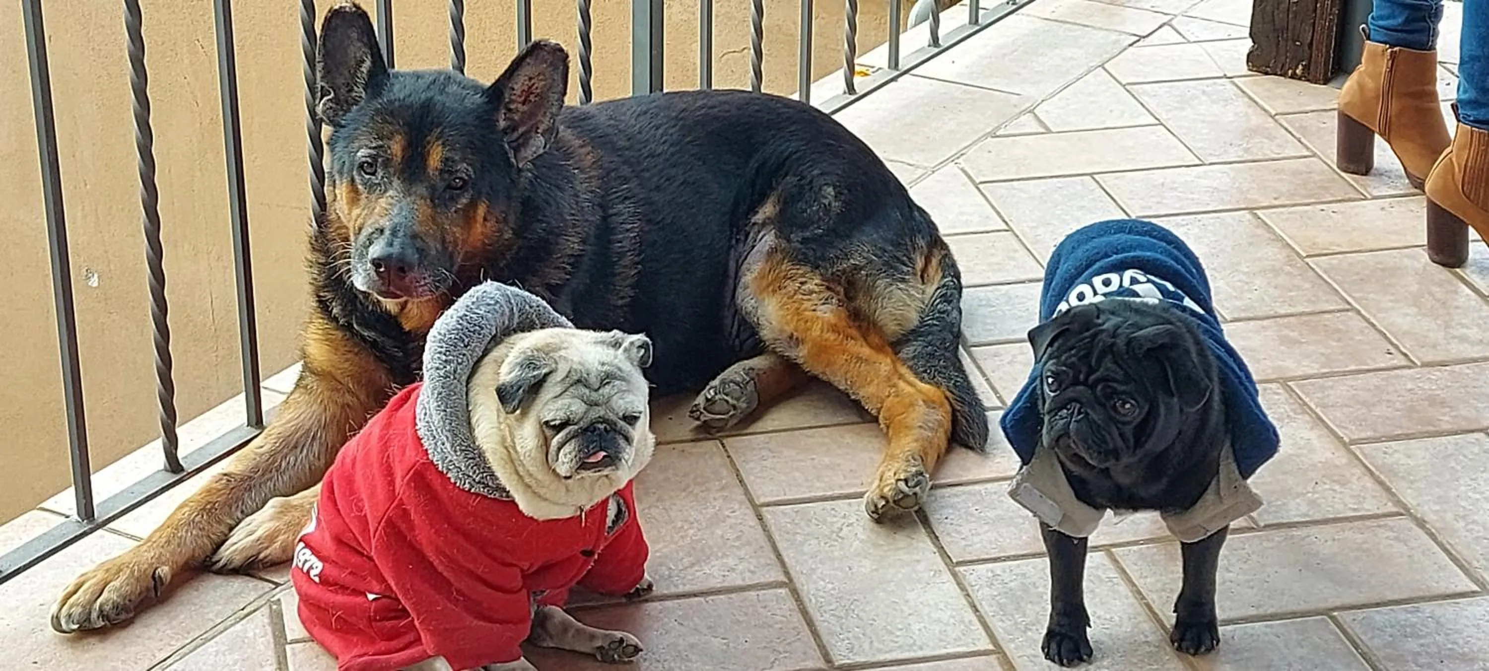 Animals in Villa Klinai