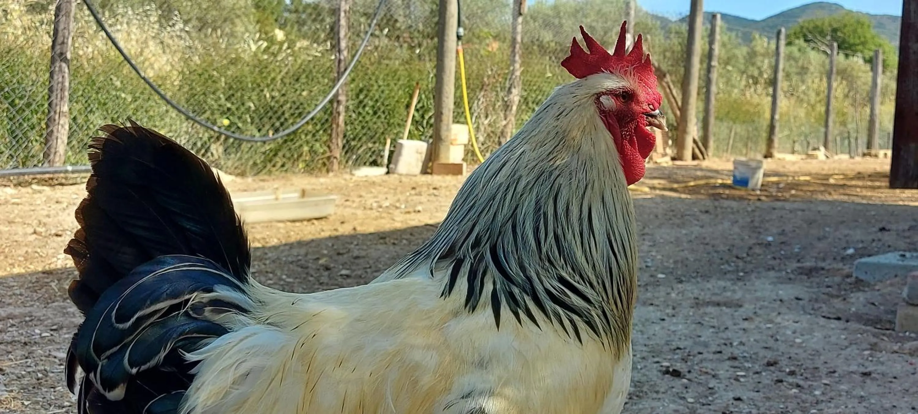 Animals in Villa Klinai