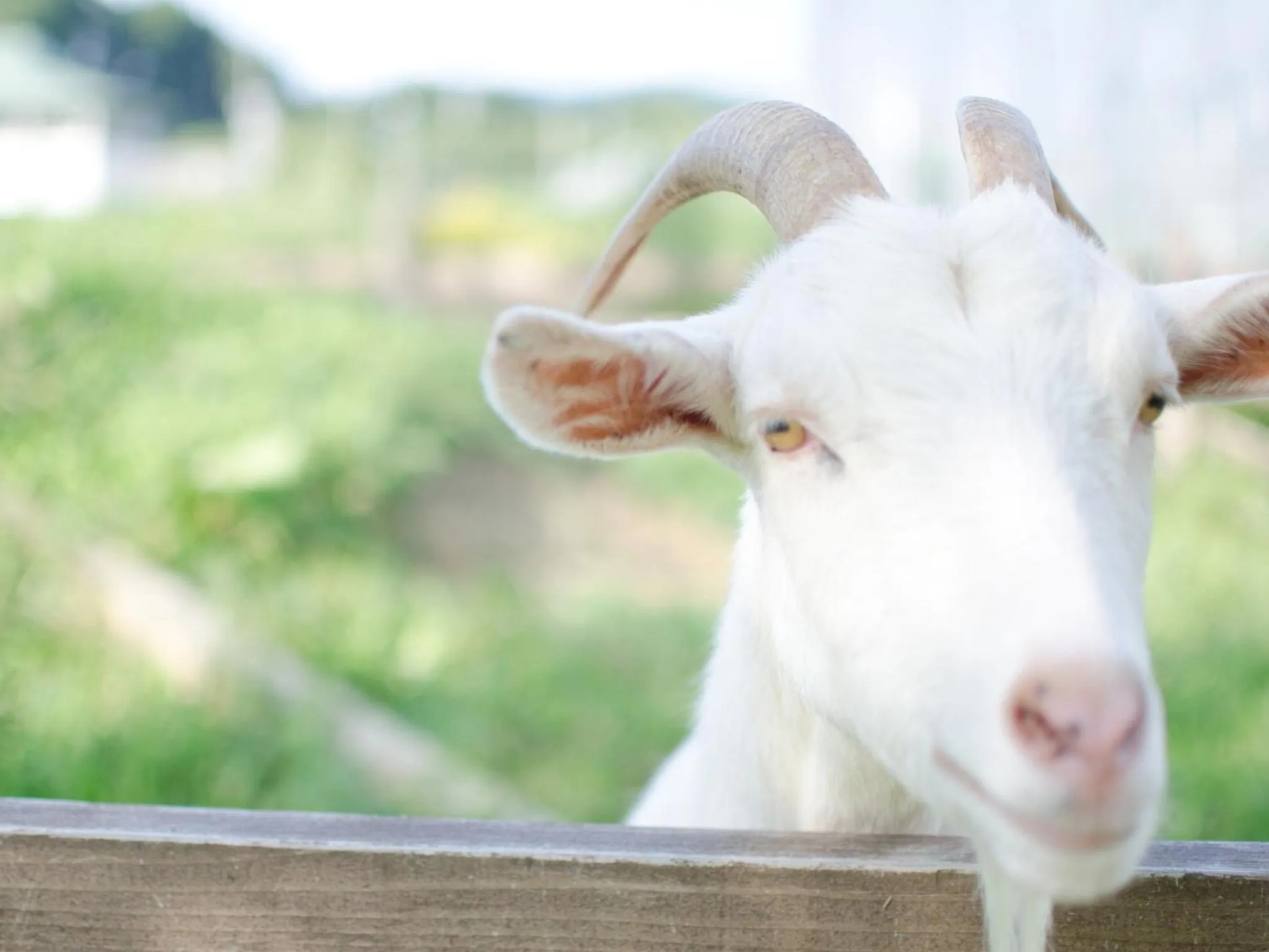 Animals in Hotel Folkloro Hanamakitowa