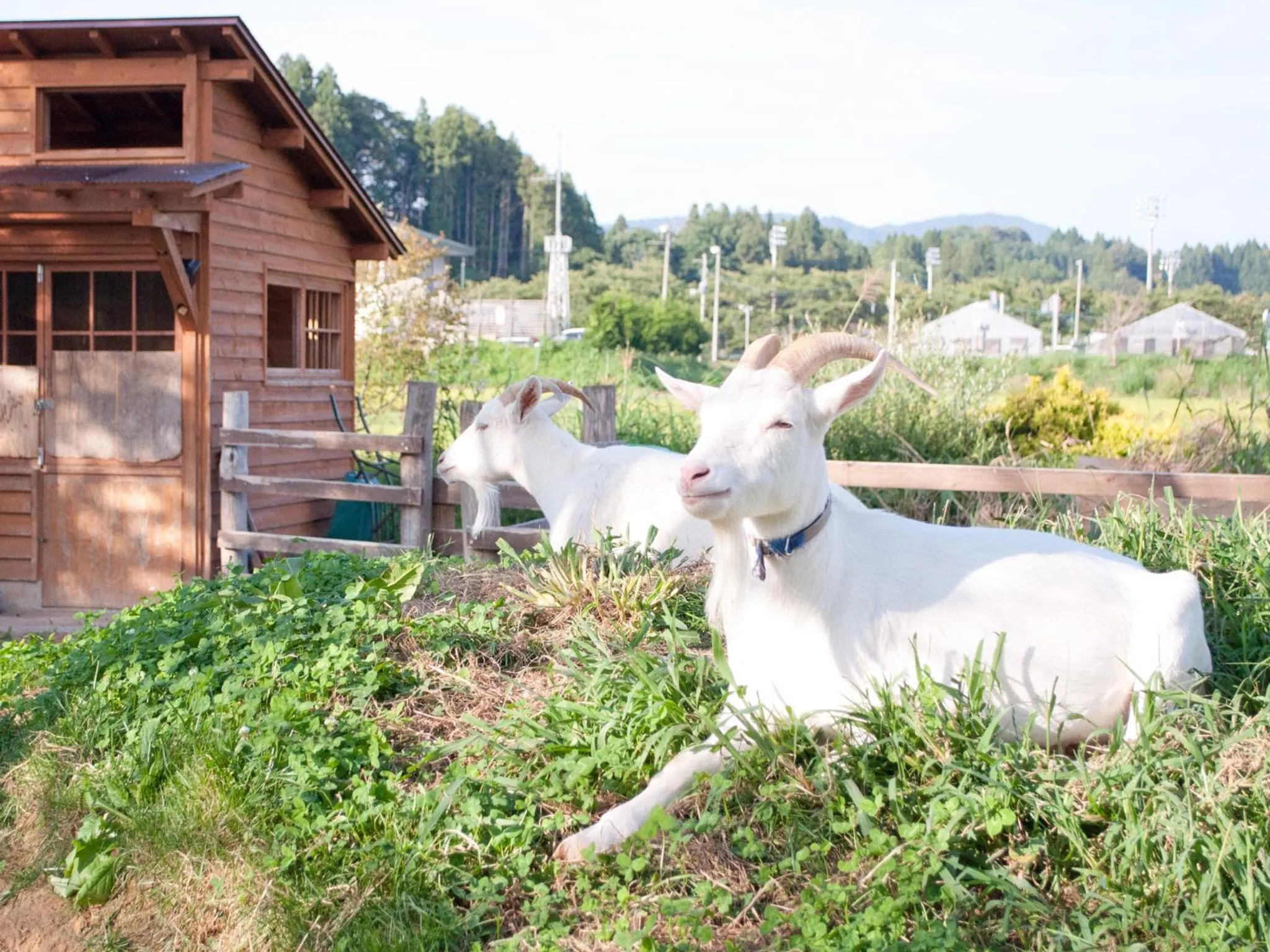 Animals in Hotel Folkloro Hanamakitowa