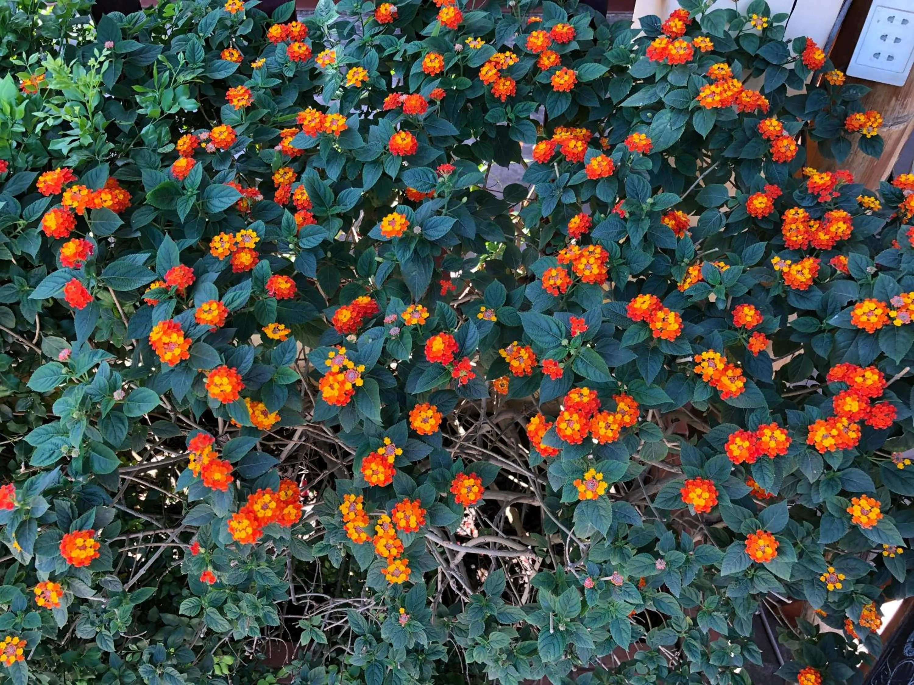 Summer in Tropical Garden Phu Quoc