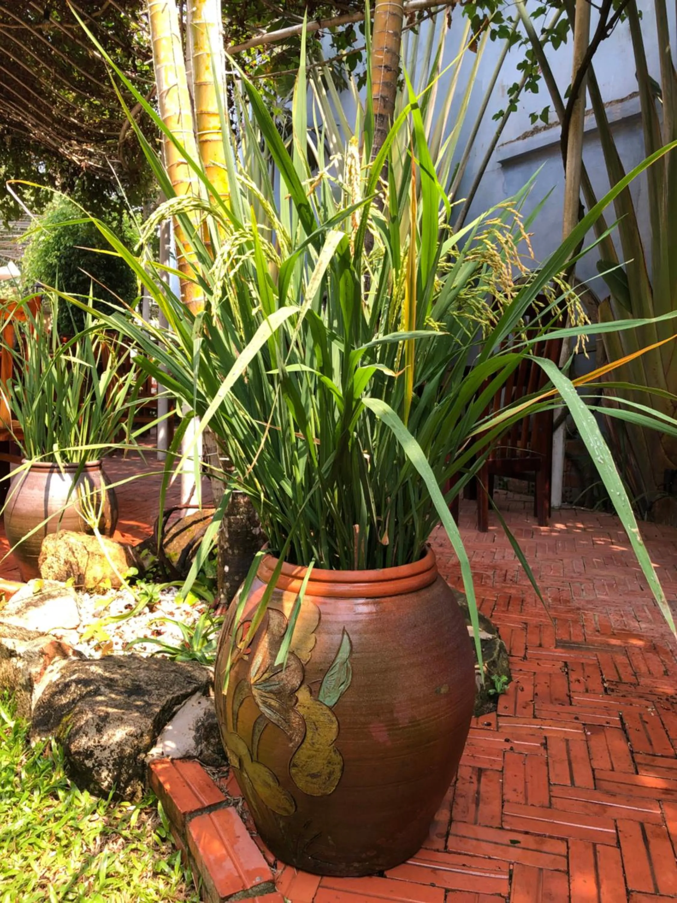 Spring in Tropical Garden Phu Quoc