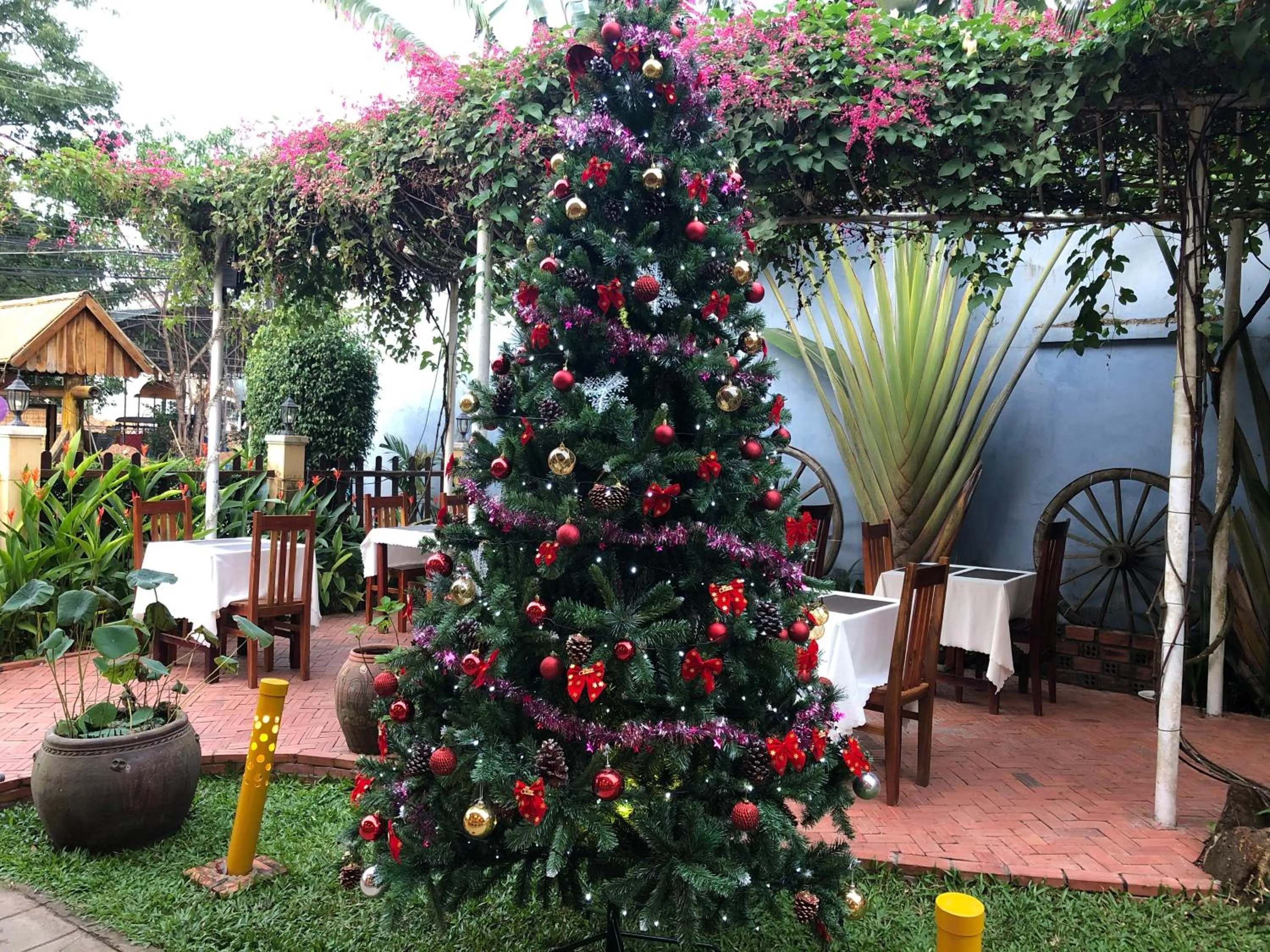 Winter in Tropical Garden Phu Quoc