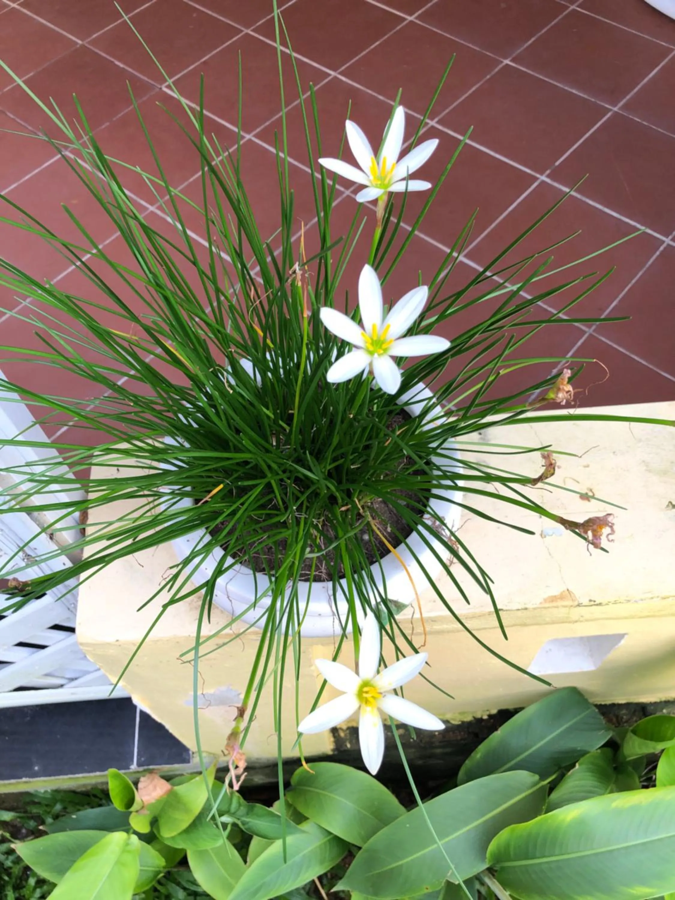 Natural landscape in Tropical Garden Phu Quoc