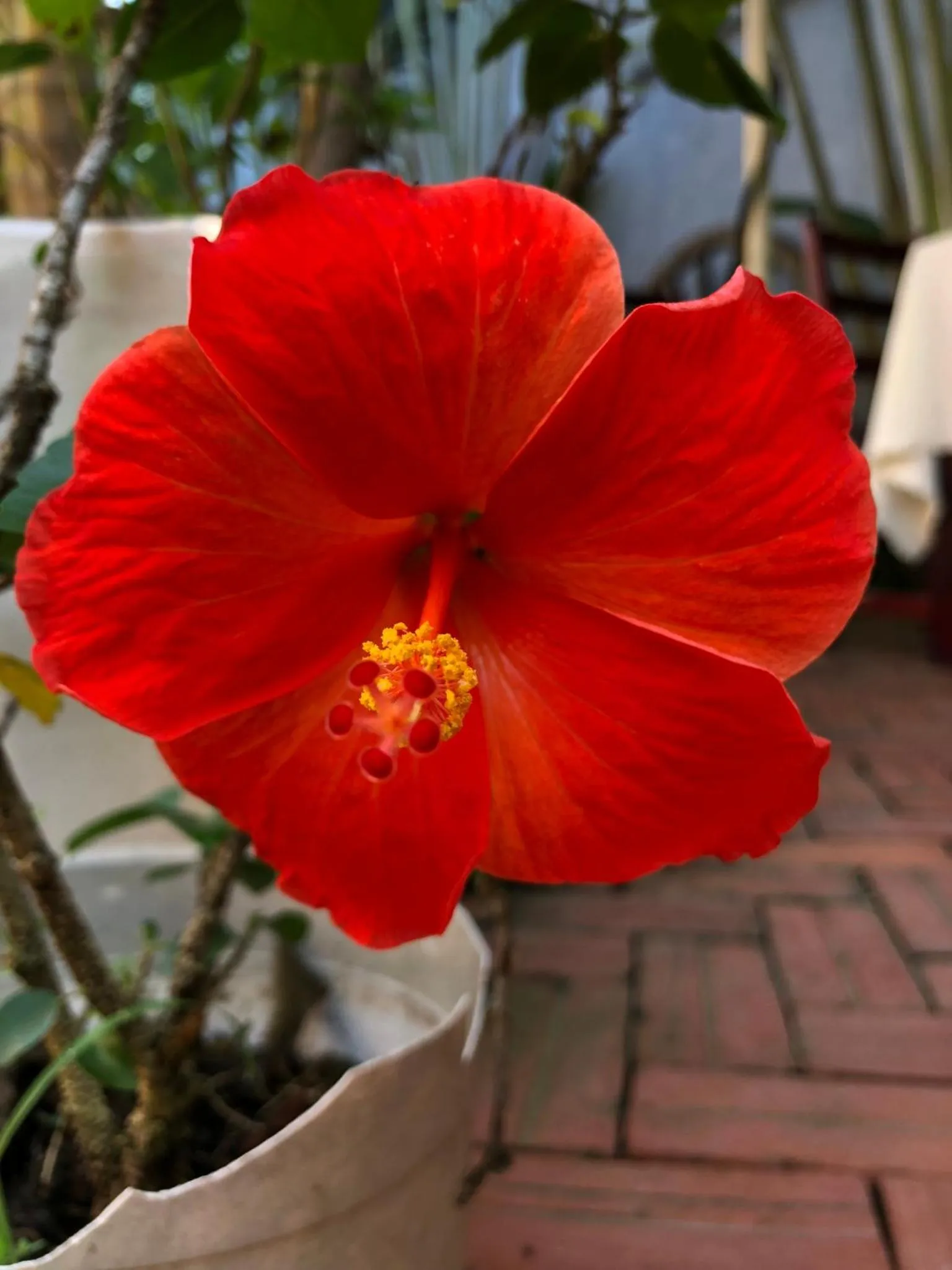 Balcony/Terrace in Tropical Garden Phu Quoc