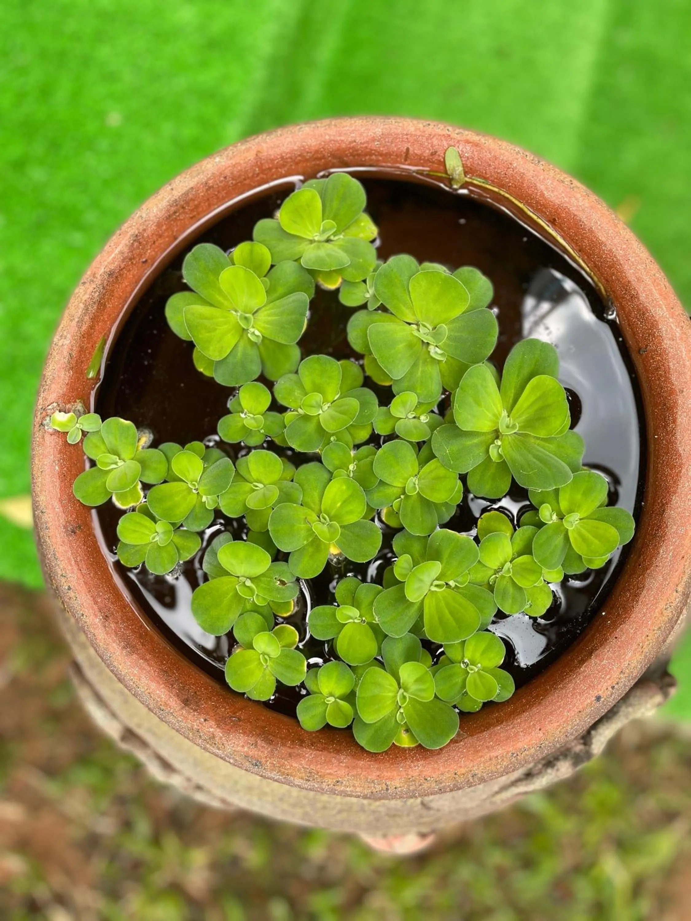Natural landscape in Tropical Garden Phu Quoc