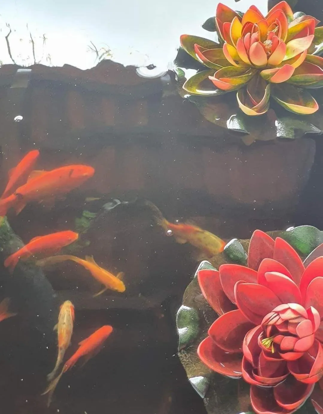 Animals in Hotel Rural La Raya 1866