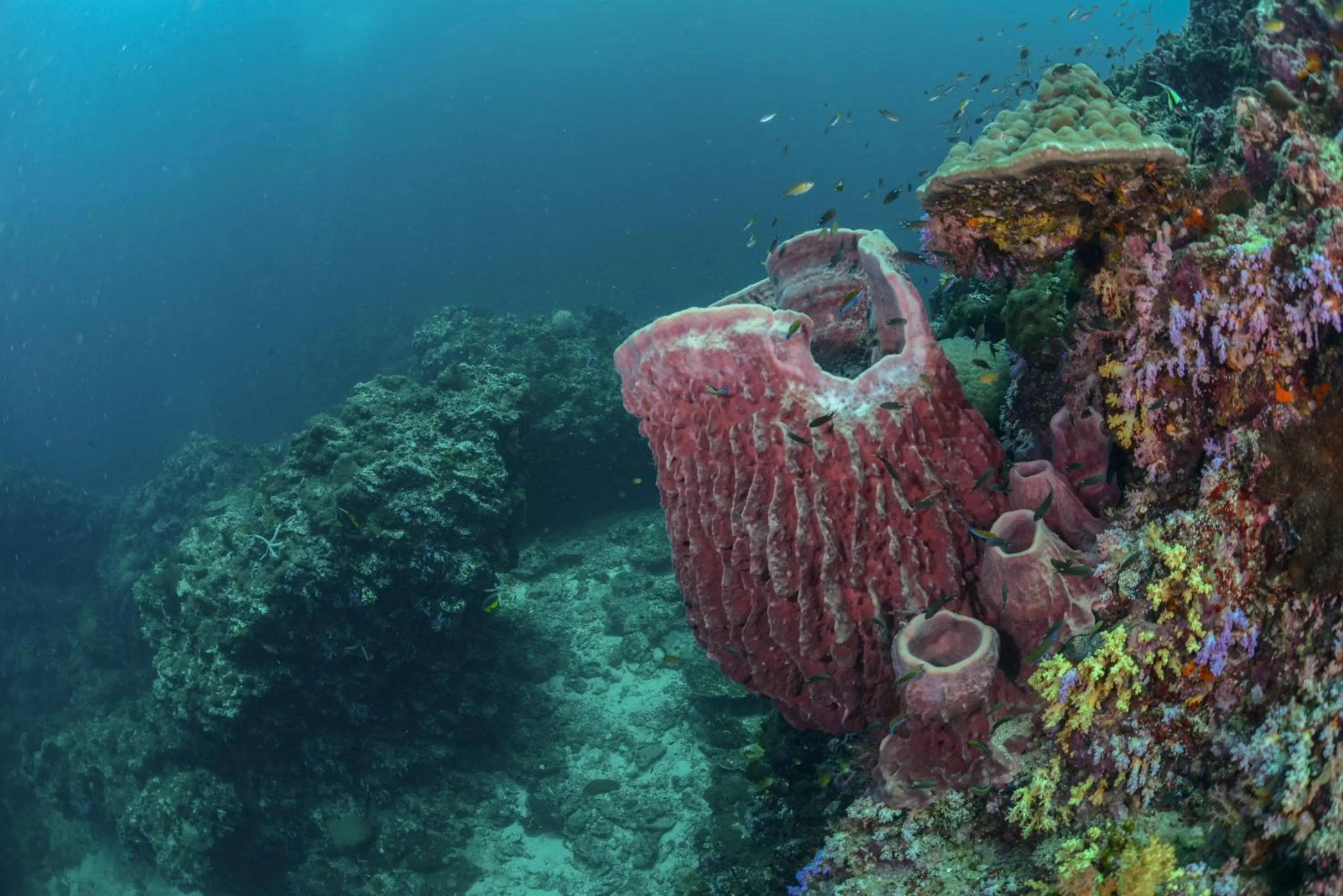 Diving in Lanta Fevrier Resort