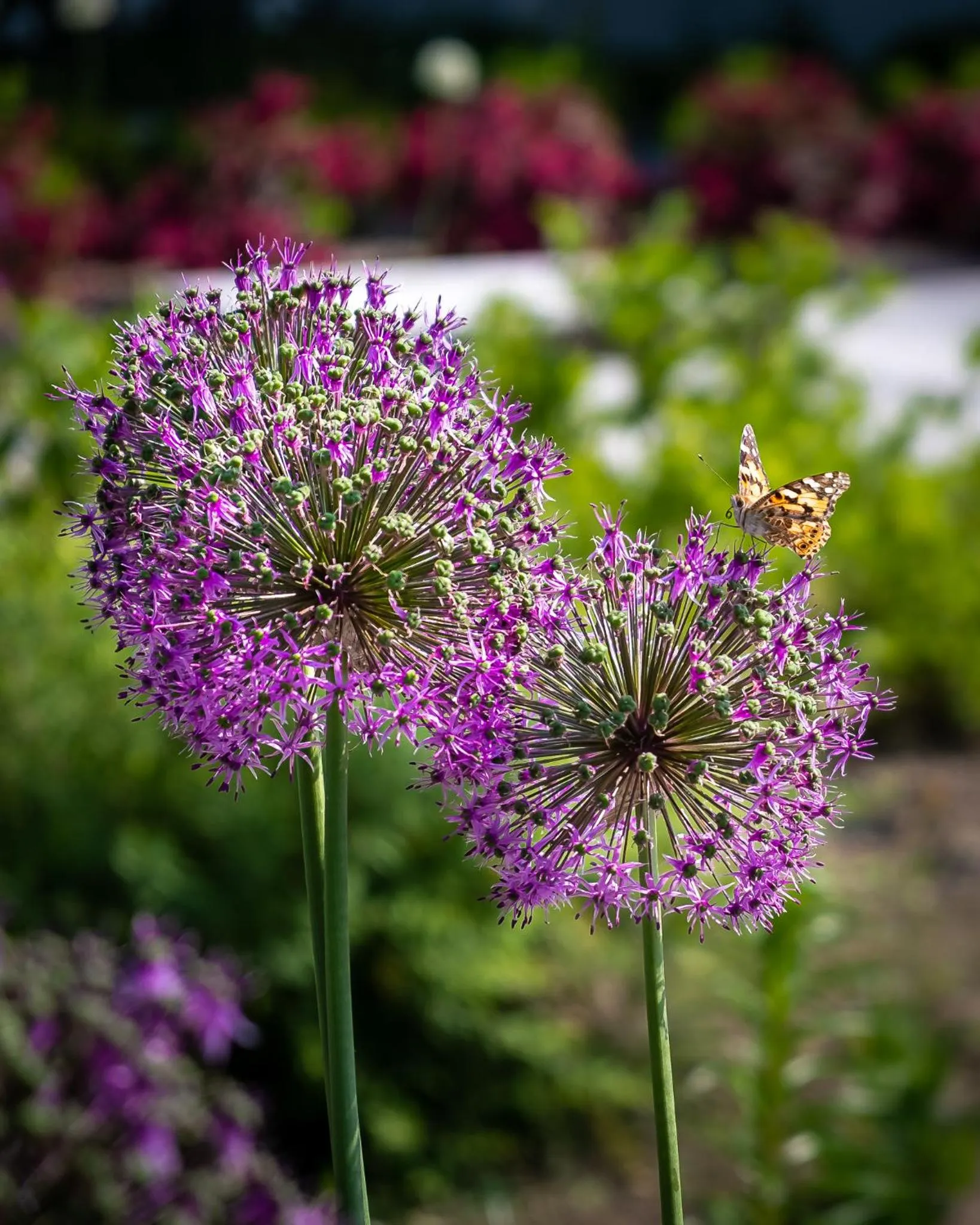 Garden in Cicha Zdrój
