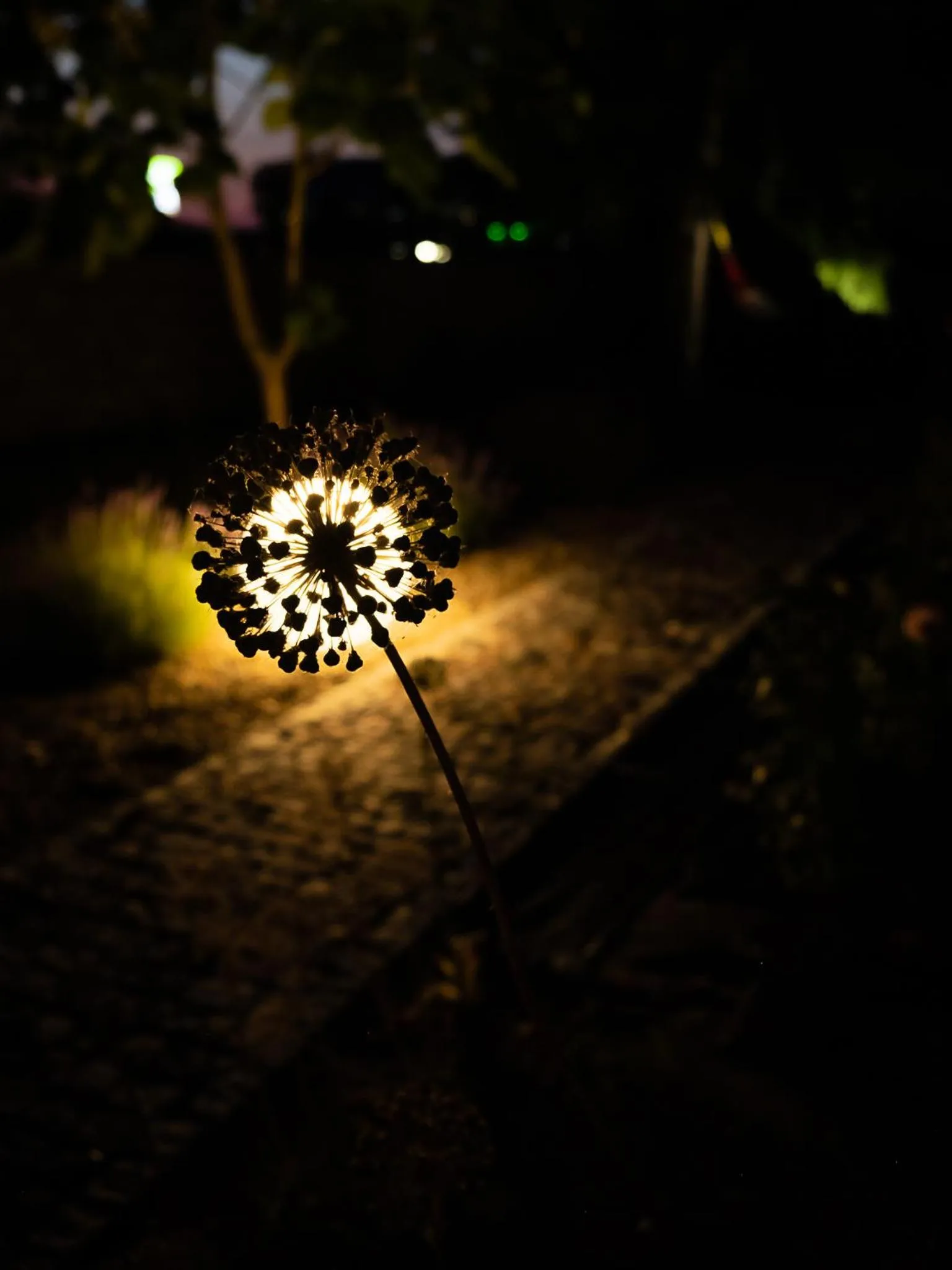 Garden in Cicha Zdrój