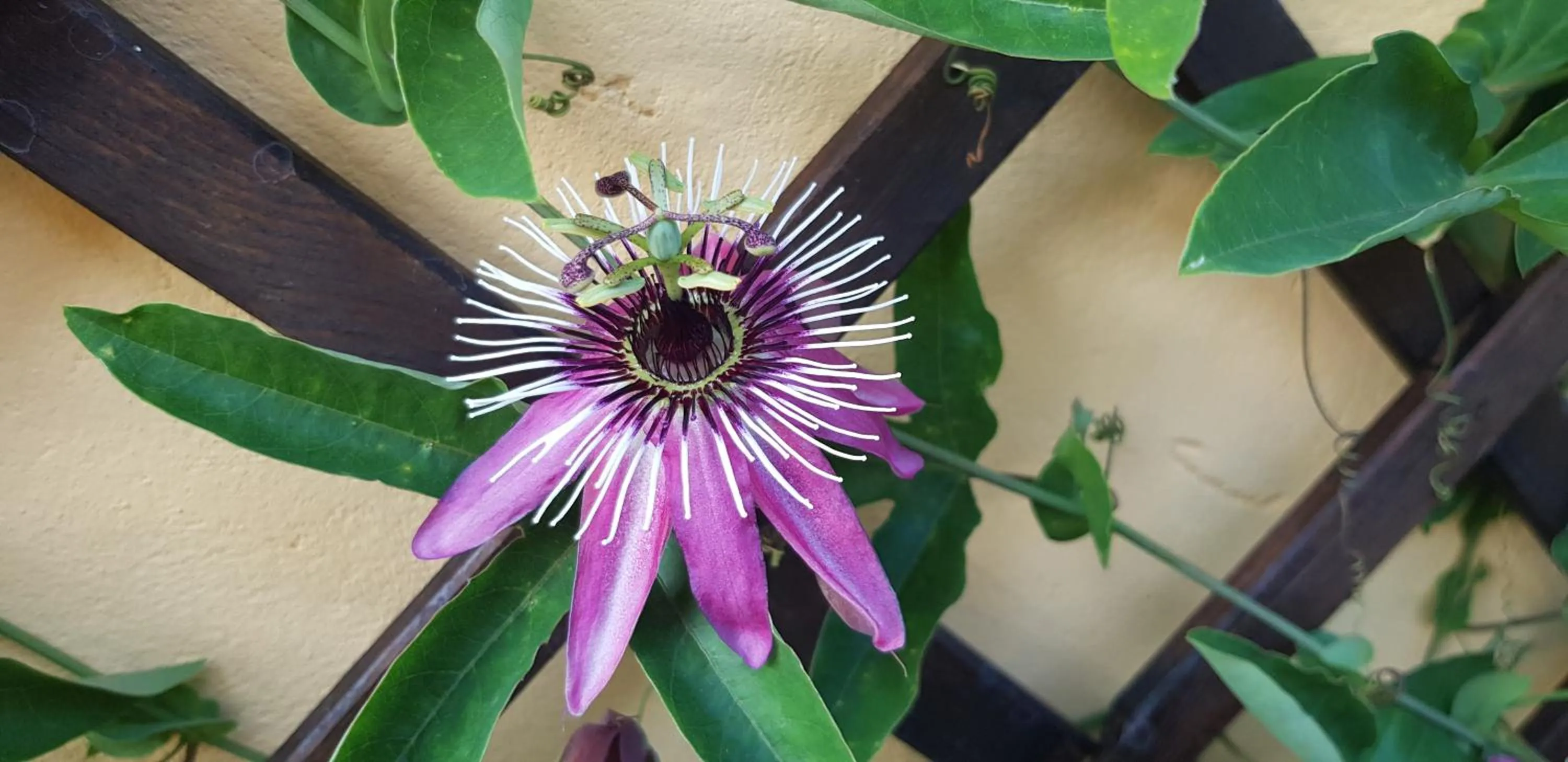 Spring in Aquilamaior