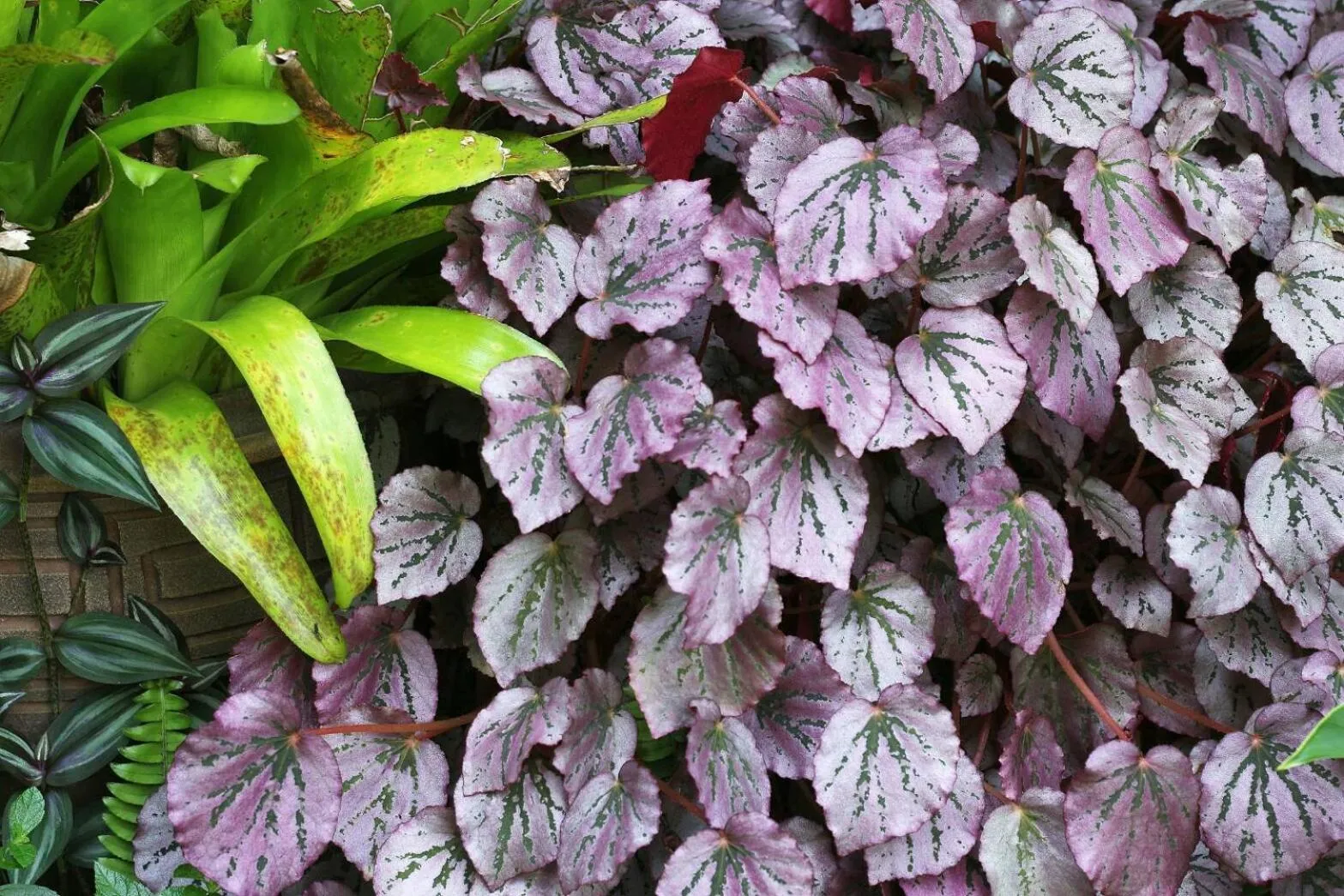 Arthaya Villas - SHA Extra Plus