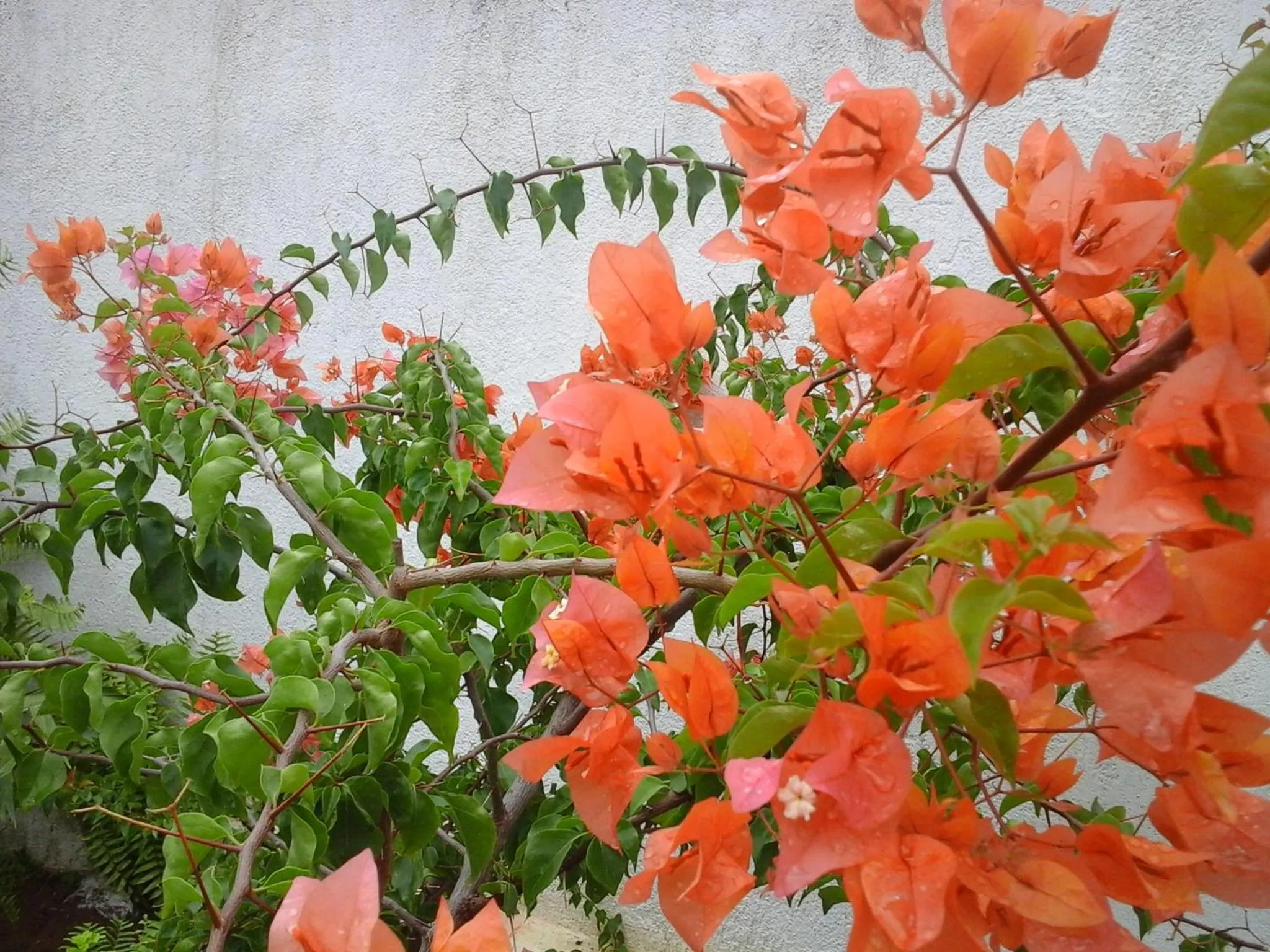 Garden in Thirumalai Park