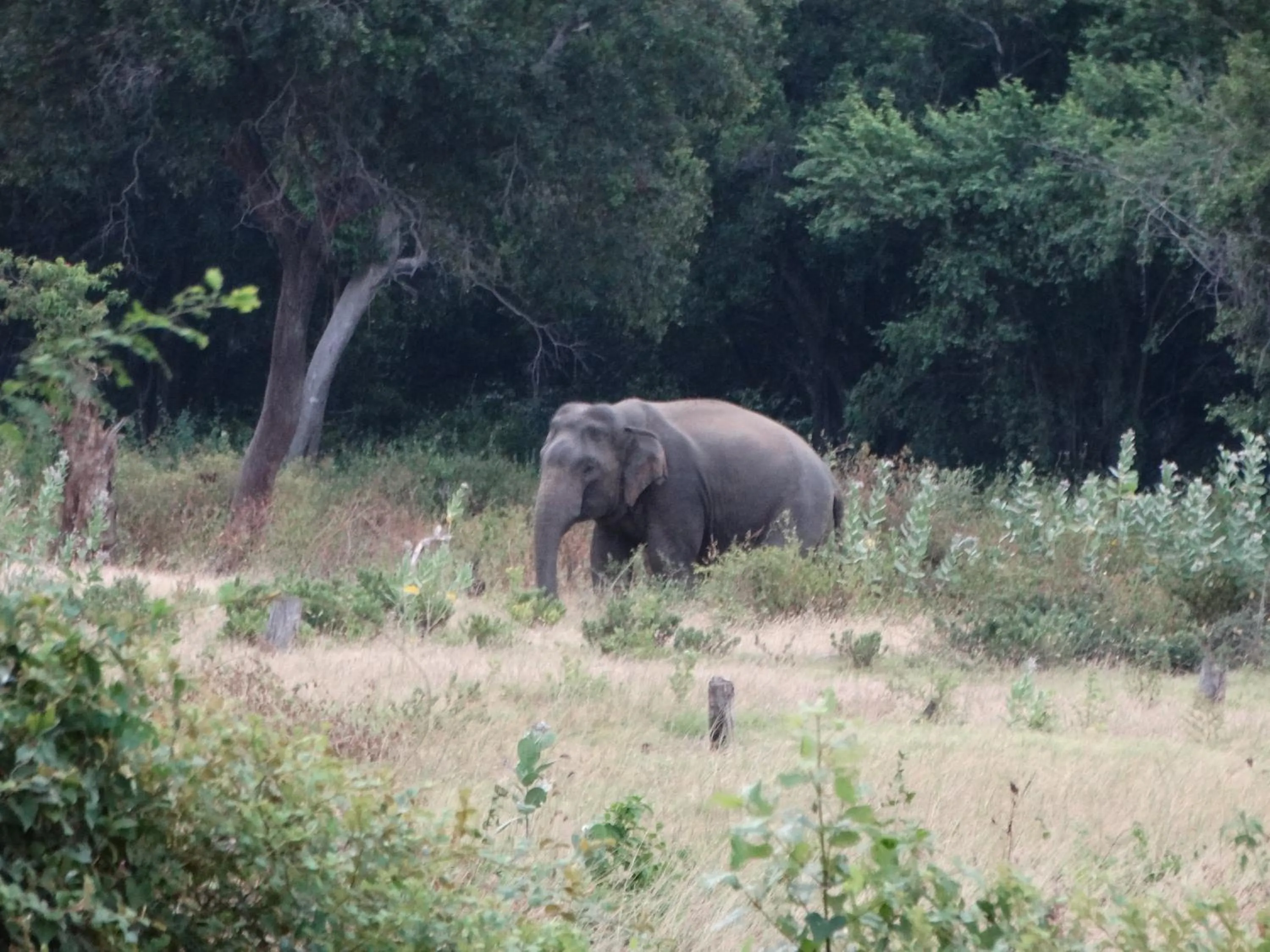 Animals in Thirumalai Park