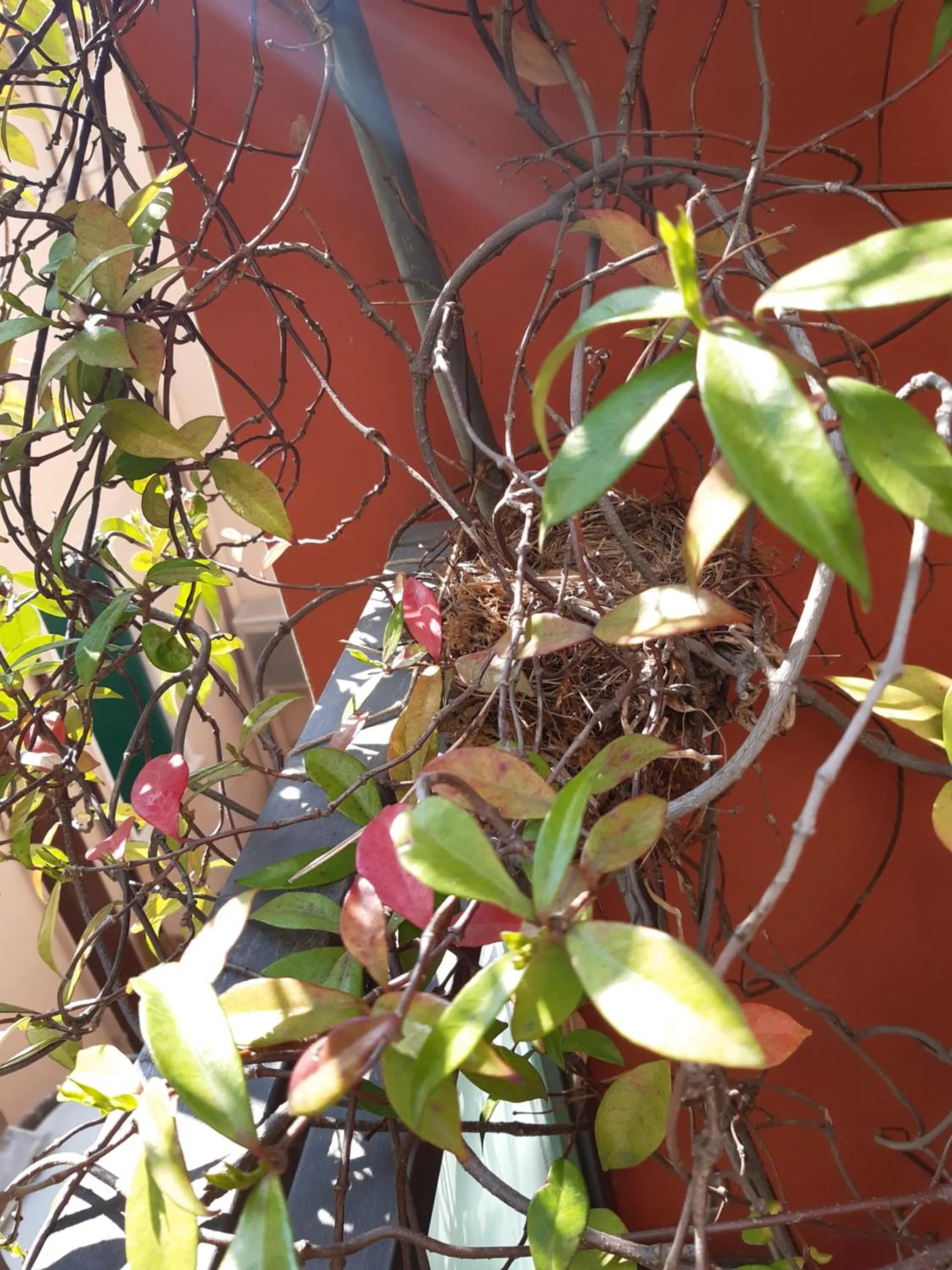 Garden in Hotel Ambrogini