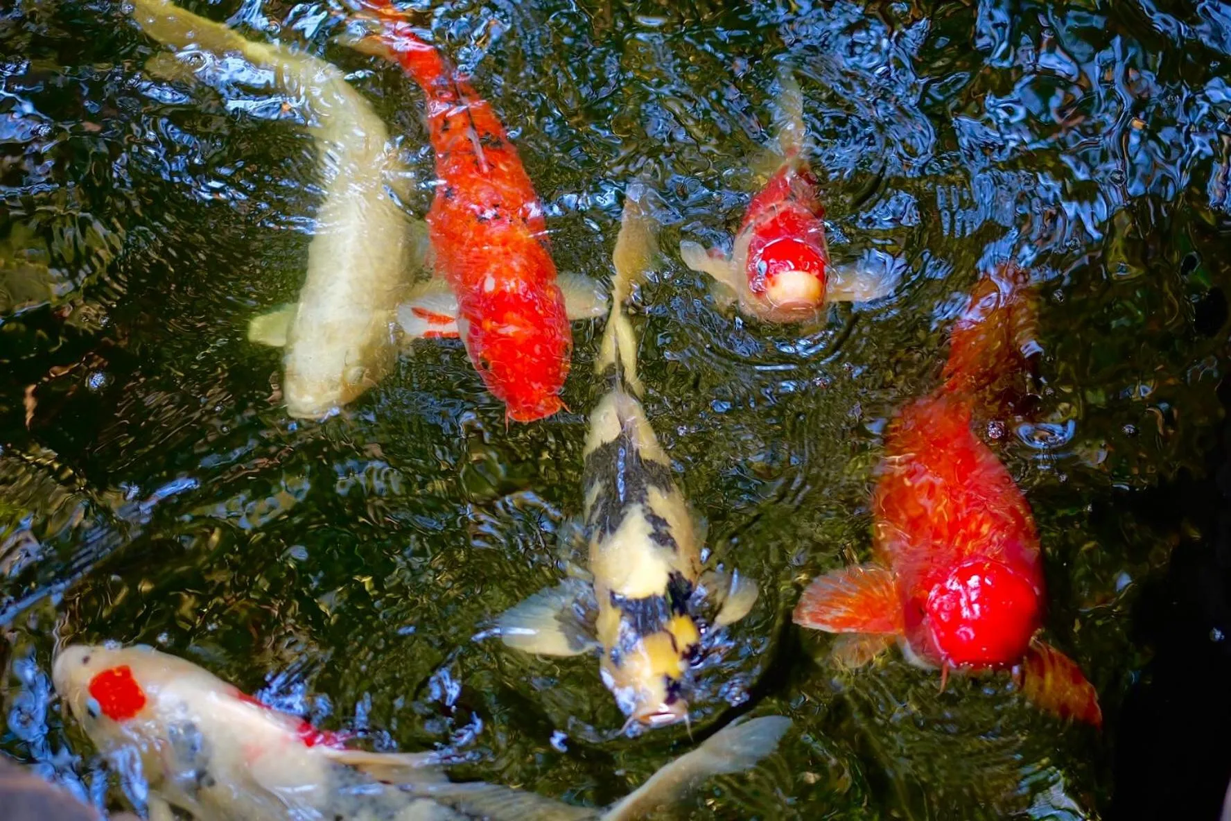 Garden in Kittawan Home&Gallery