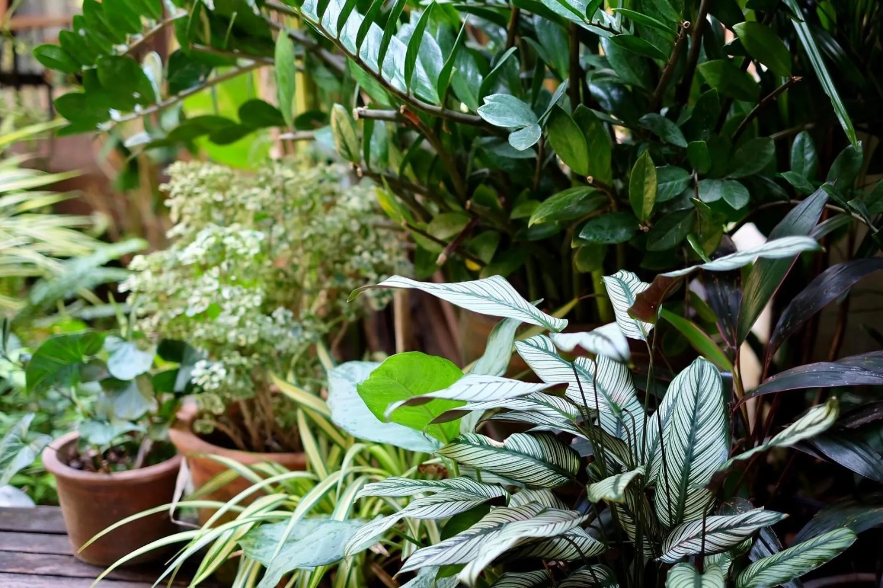 Garden in Kittawan Home&Gallery